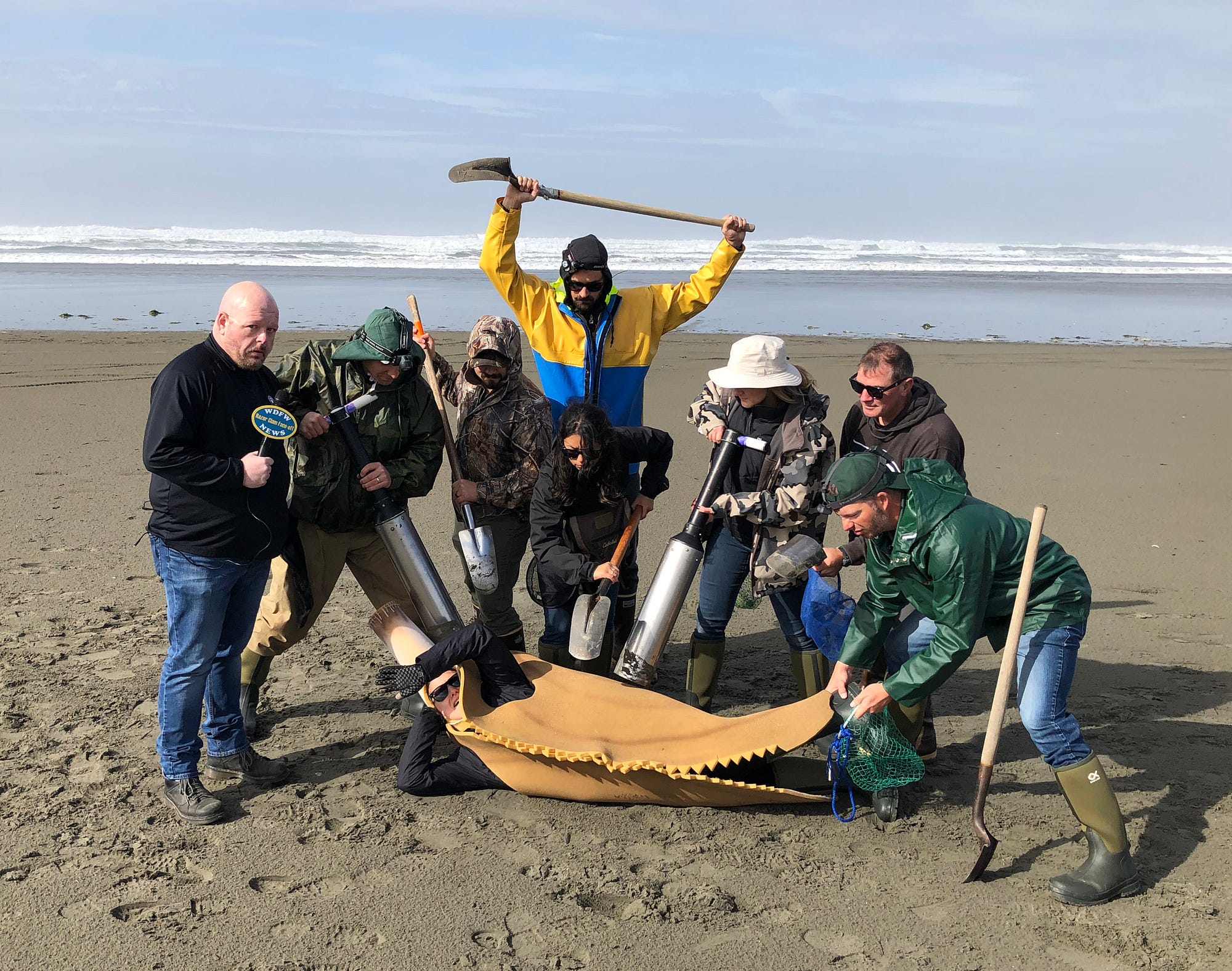 The Great Razor Clam Face-Off. If you want to be a part of razor clam…, by  The Washington Department of Fish and Wildlife
