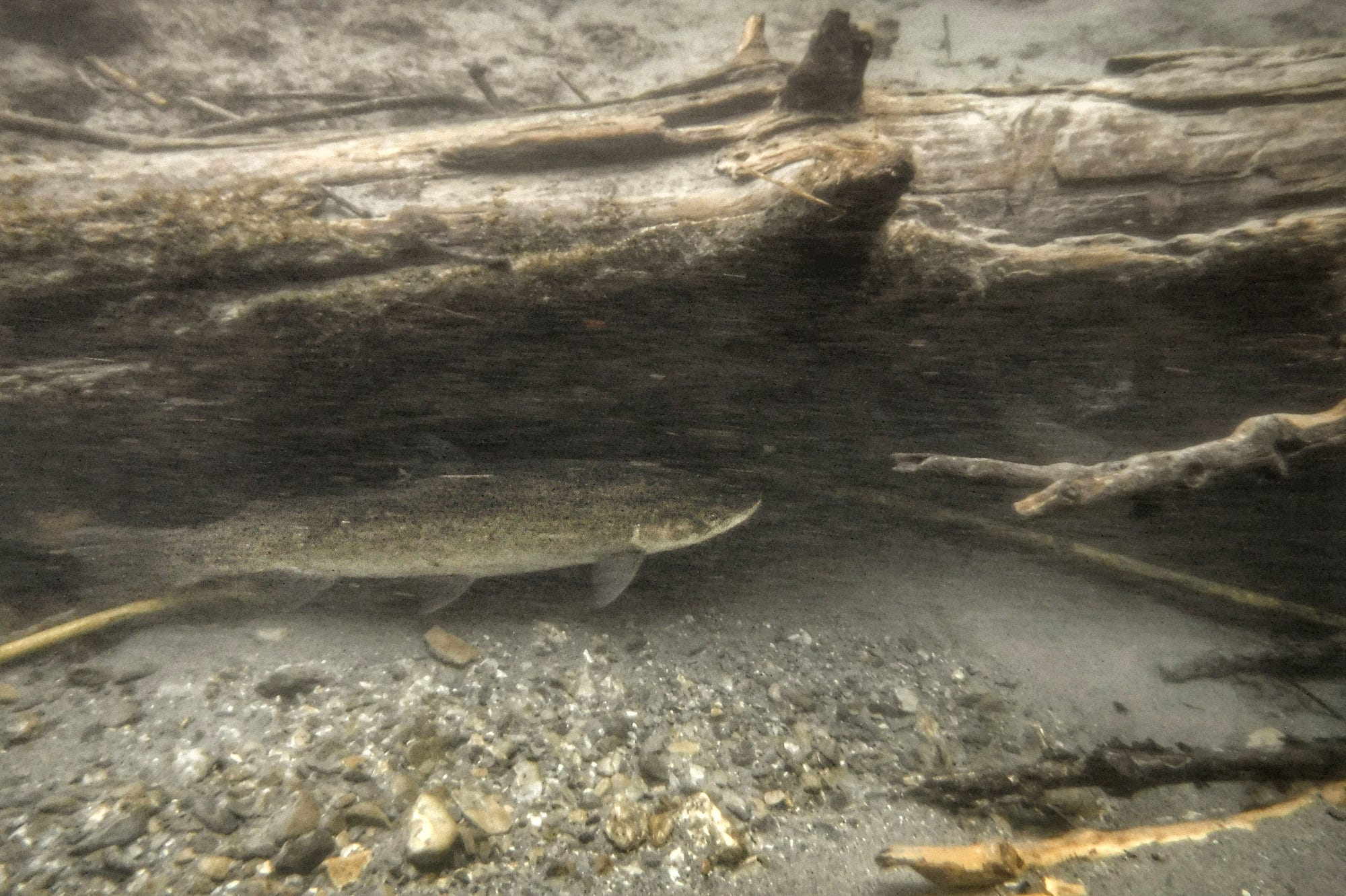 Called to Sea: Steelhead Answer. Metallic. Salmon turn steely too when…, by U.S.Fish&Wildlife Alaska