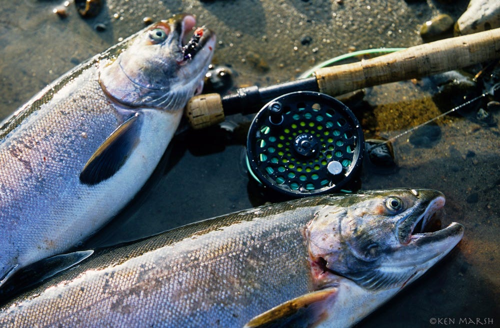 What the Coho Said. Coaxing Alaska silver salmon to strike | by Ken Marsh  | Medium