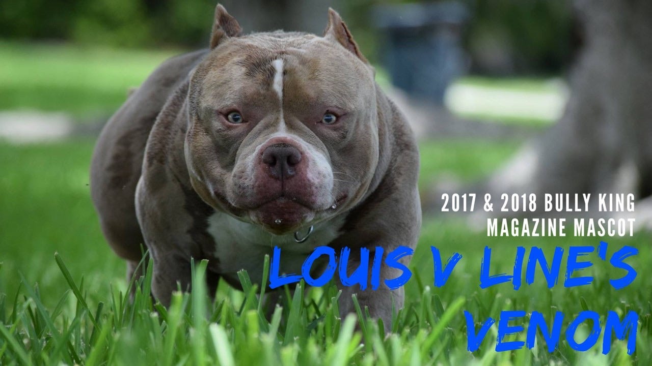 AMERICAN BULLY - LOUIS V IS DAX DONE RIGHT!!! 