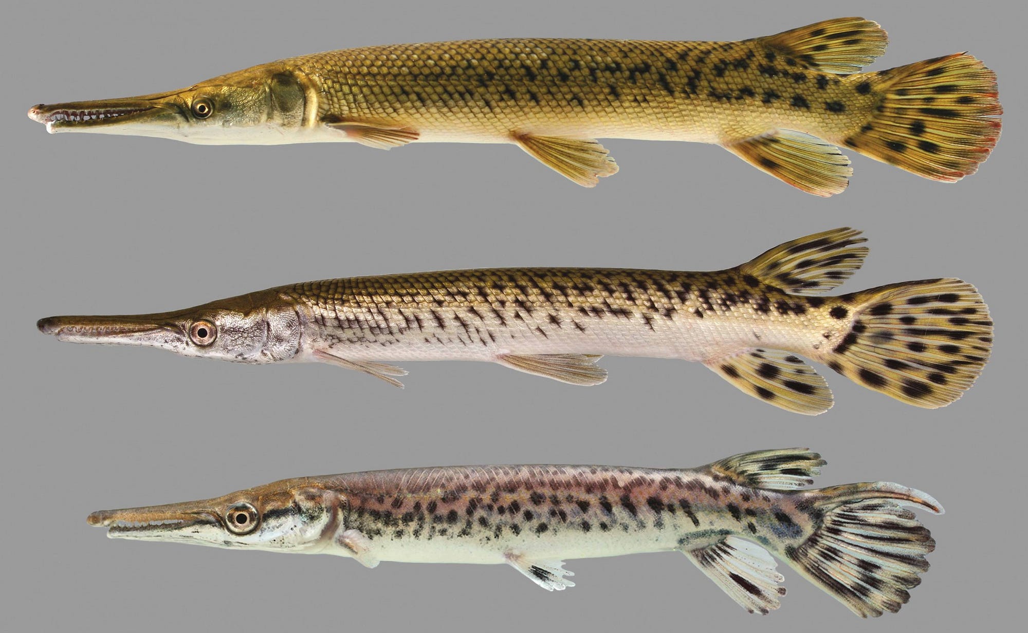 Have you ever seen a gar fishing lure? Alligator gar, spotted gar