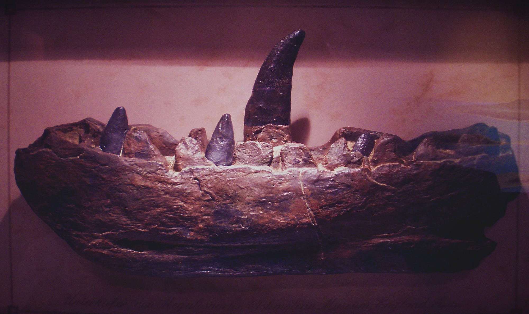 200 Years Ago a Dinosaur was Named for the First Time | by