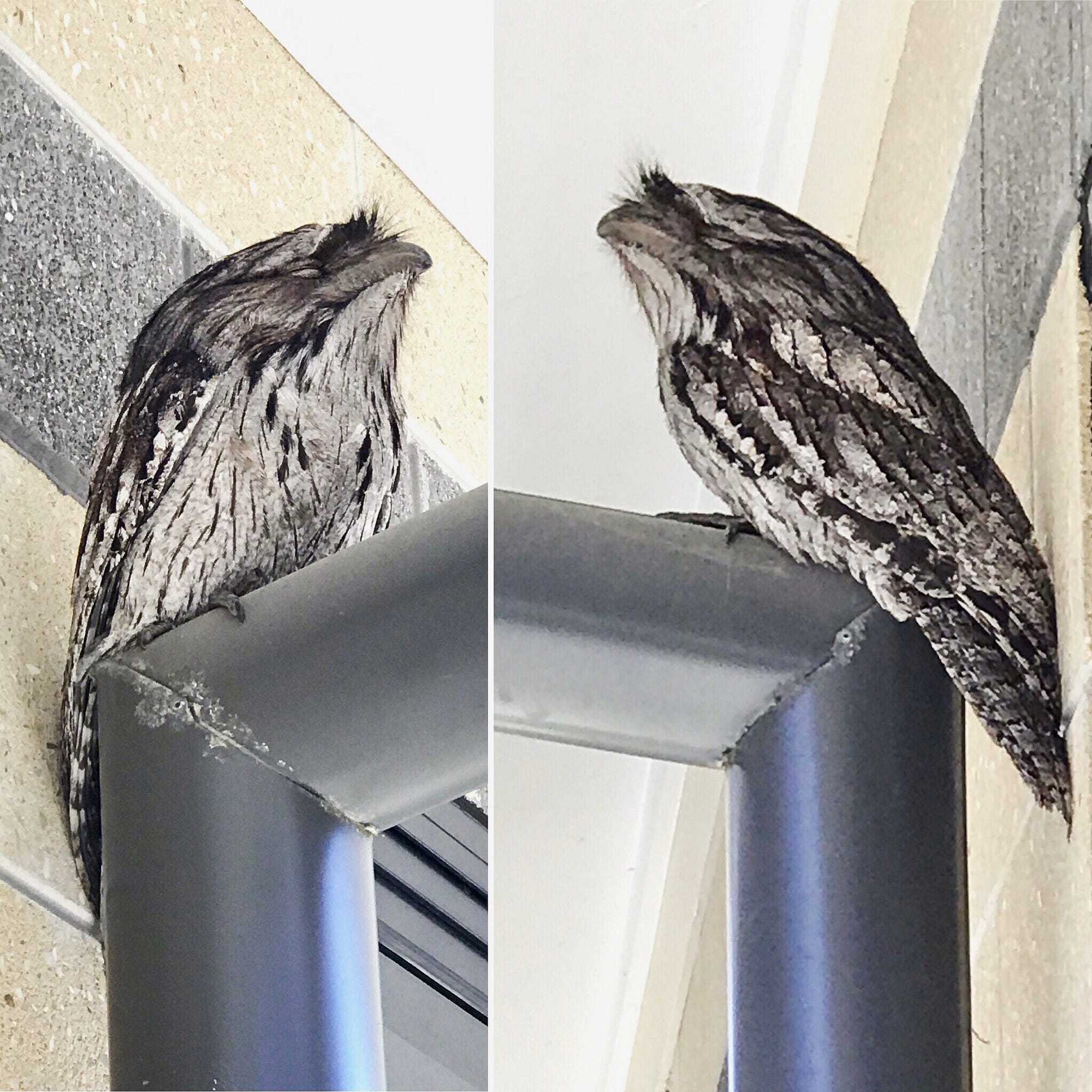 Feathered Frogmouths: Flighty Friends of Nightjars, Not Nocturnal