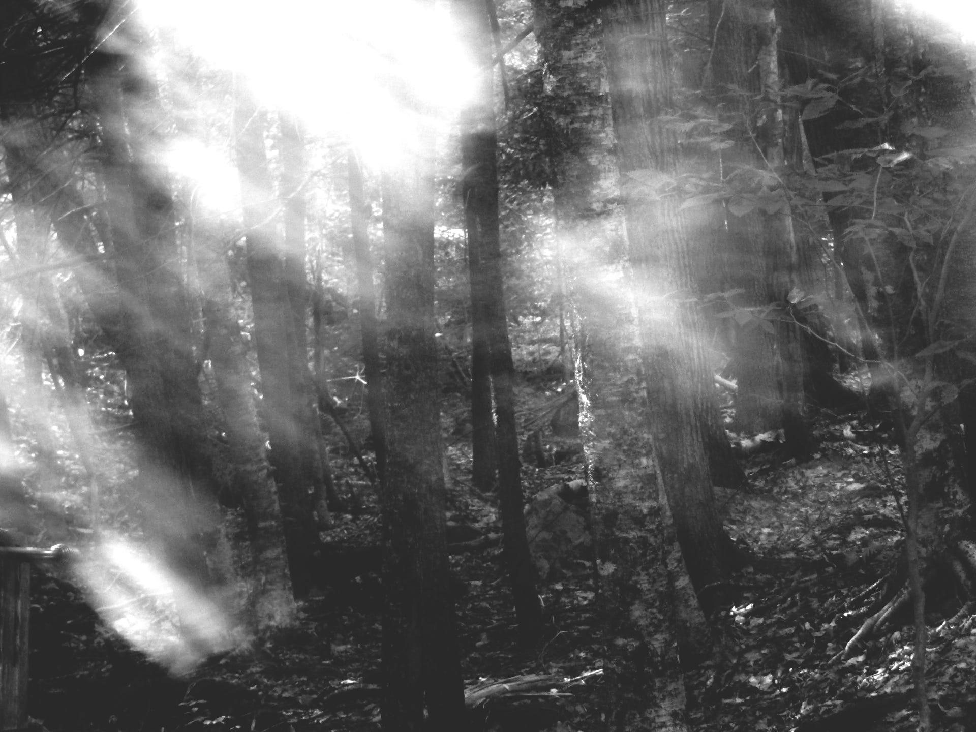Woodsmoke \u0026 Komorebi - Six Word Photo Story Challenge - Medium, image size:1920x1440