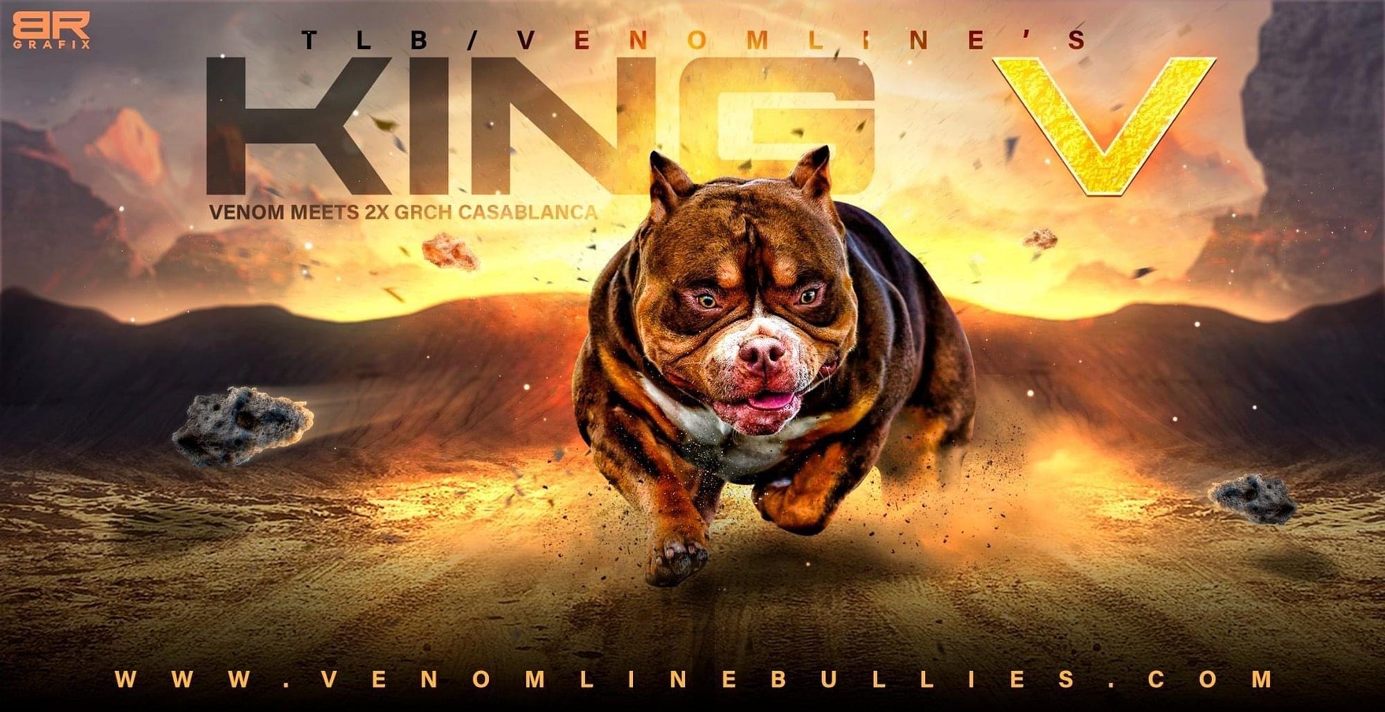 TOP PRODUCING POCKET BULLY STUD, LOUIS V LINE'S VENOM PRODUCTIONS, (UPDATED 2022), by BULLY KING Magazine, BULLY KING Magazine