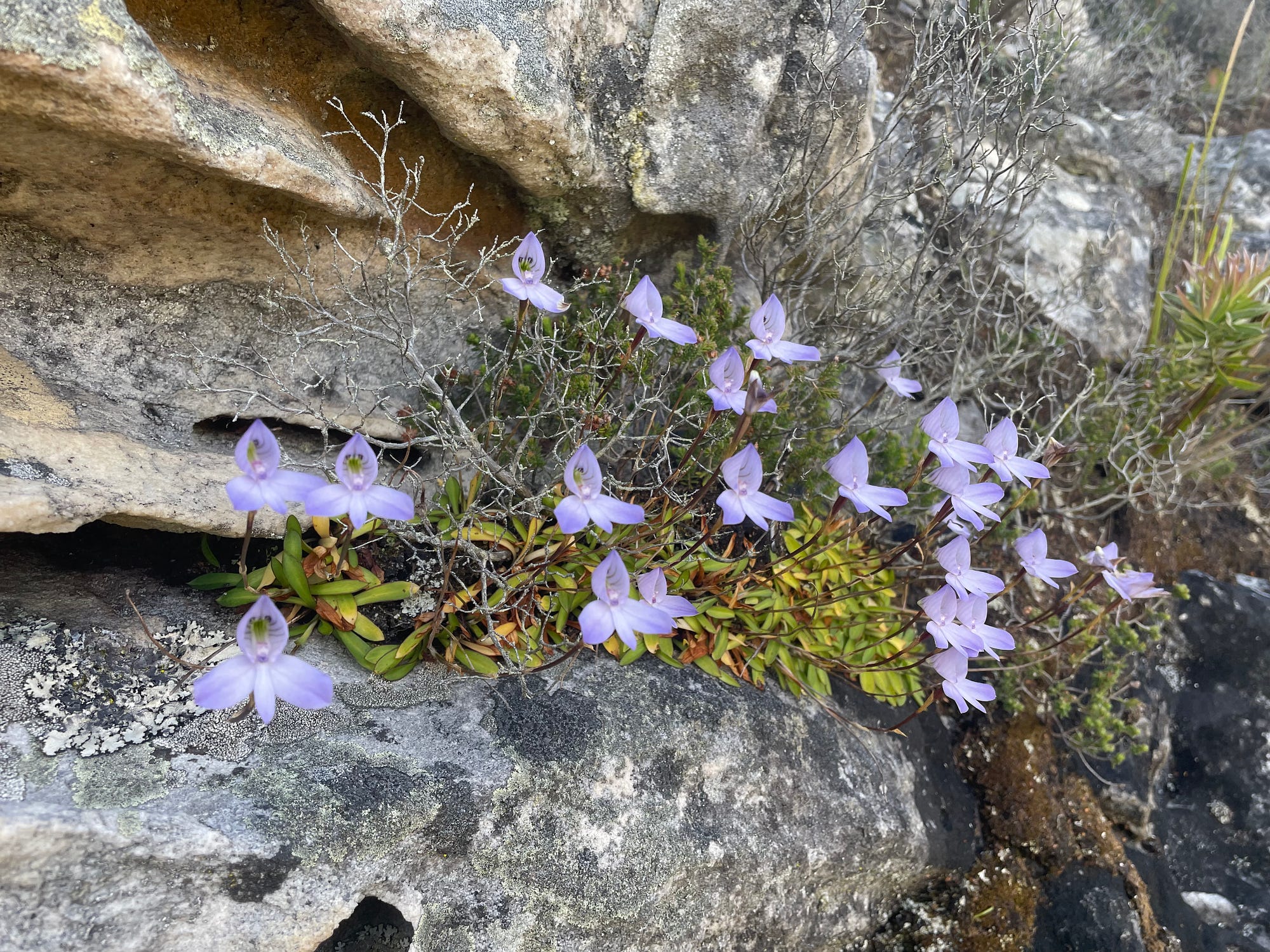 Orchid Spotting in Table Mountain National Park | by Zoë Poulsen | Weeds &  Wildflowers | Medium