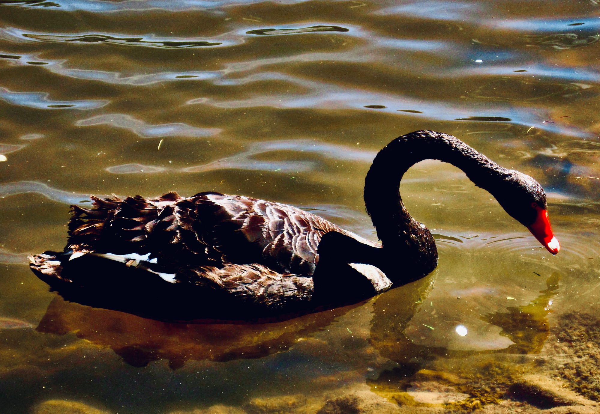Rare as a Black Swan”. Thoughts on Nature and Knowledge. Taken