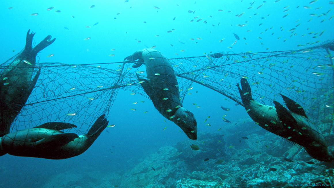 From Ghost Nets to Good Nets. Good Net Project