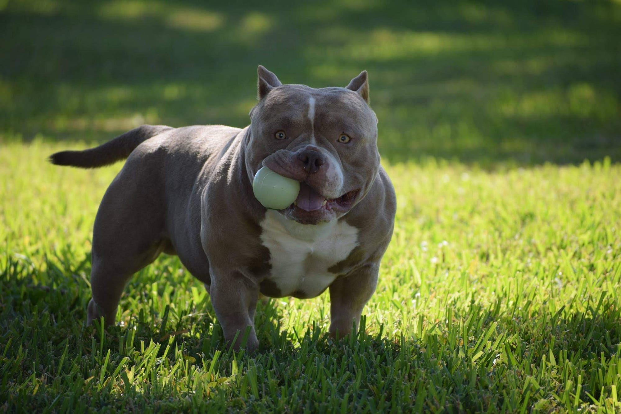 Best dog food shop to feed american bully