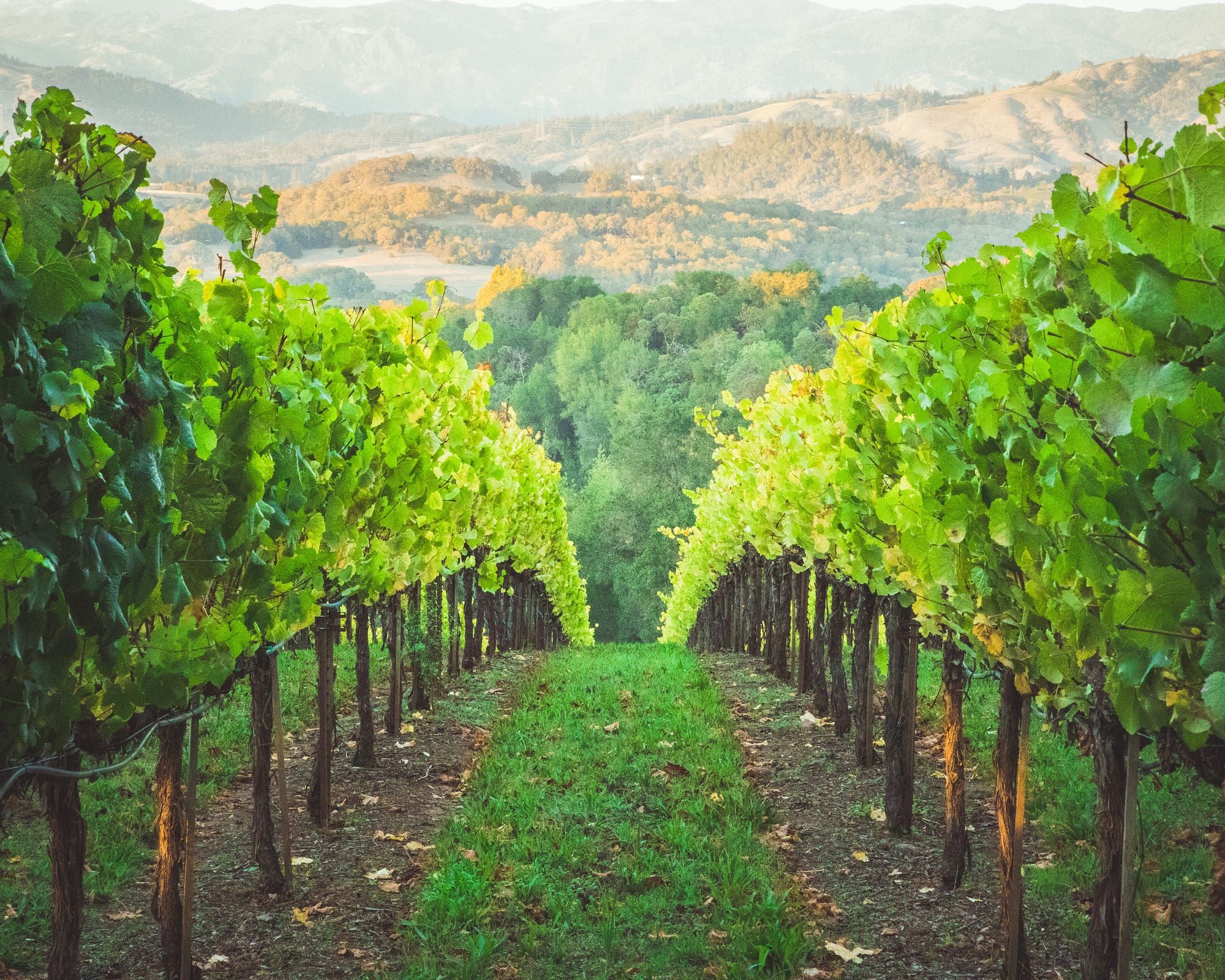 洋書 Beyond The Grapes: Napa Valley Napa Valley Cabernet Sauvignon, some of the world's most