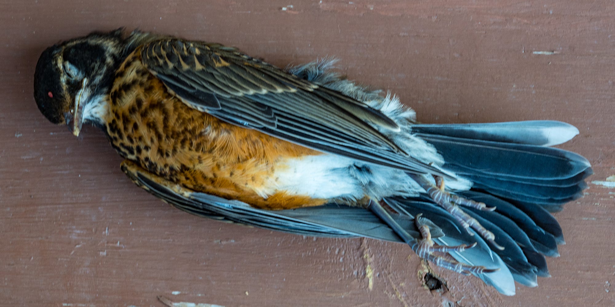 Why are Birds Dying in My Backyard: Shocking Causes Revealed