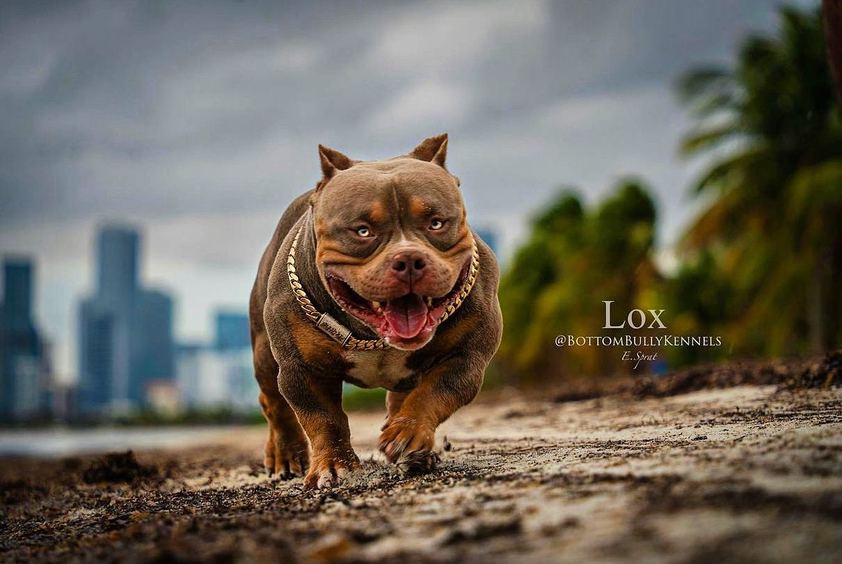 Chocolate & Lilac Pocket Bully Pups From The #1 Bloodline — Venomline in  2023