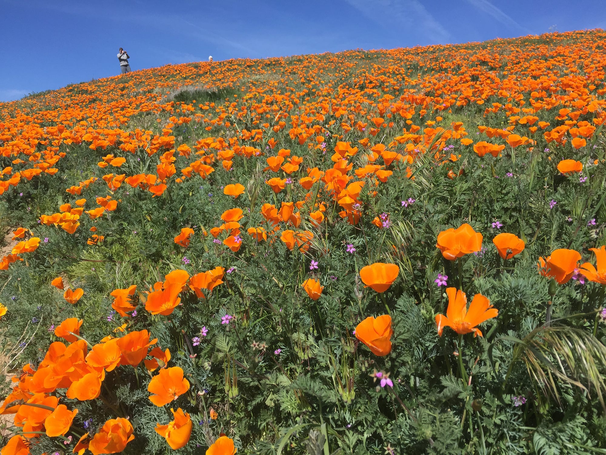 カシニョール 、【BUNCH OF FLOWERS IN MEADOW】 SuperBloom_NicholasJensen_Gril