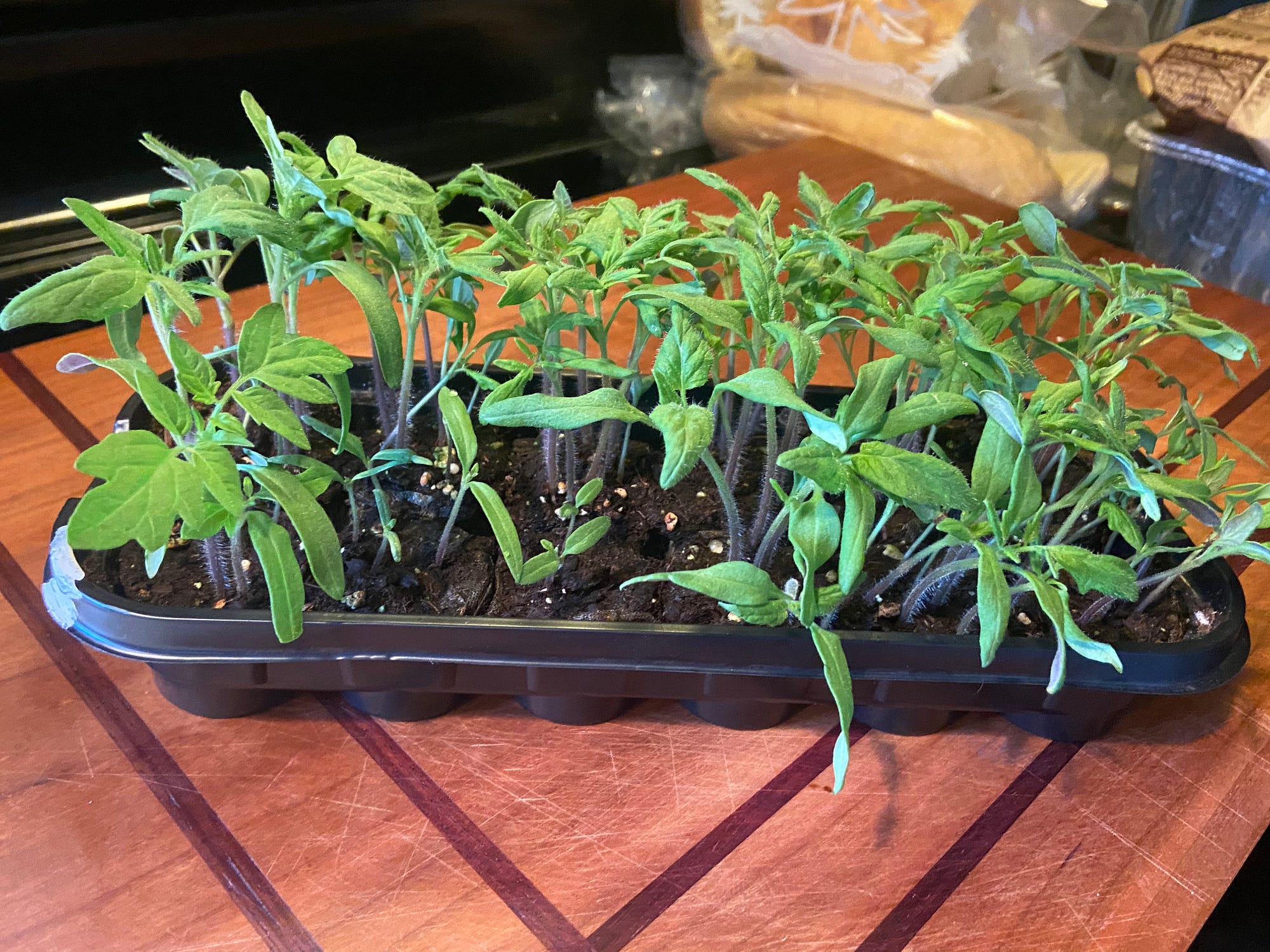 The Trusty Gardener-Transplanting Heirloom Tomatoes | by Dan Pfeifer |  Weeds & Wildflowers | Medium