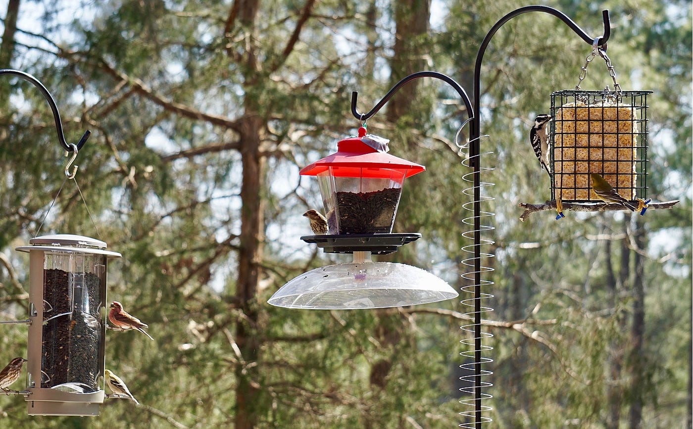 Does Aluminum Foil Keep Squirrels Away from Bird Feeders? Find Out!