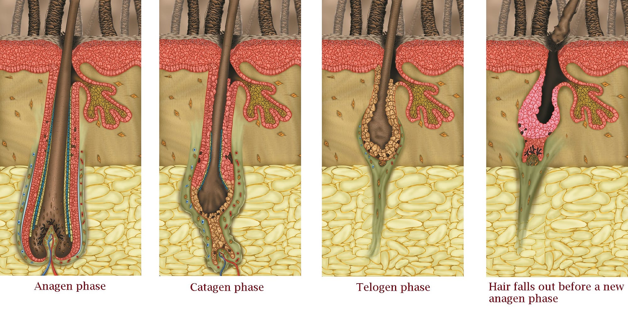 Hair 2024 follicle growth