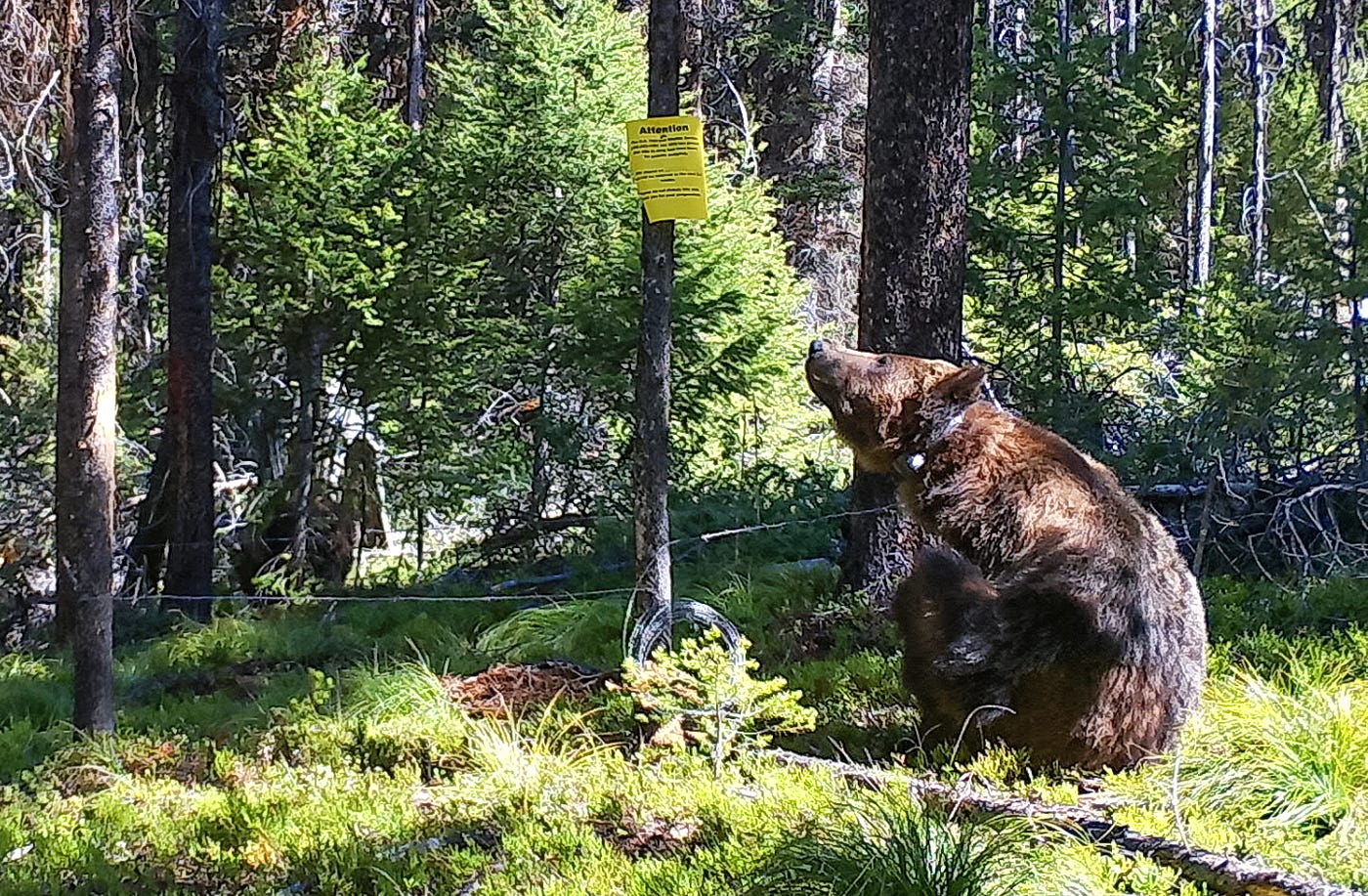 grizzly bear tobacco root mountains Grizzlies on the Go. As Grizzly Populations Grow and Their… | by University  of Montana | Vision Magazine 2024