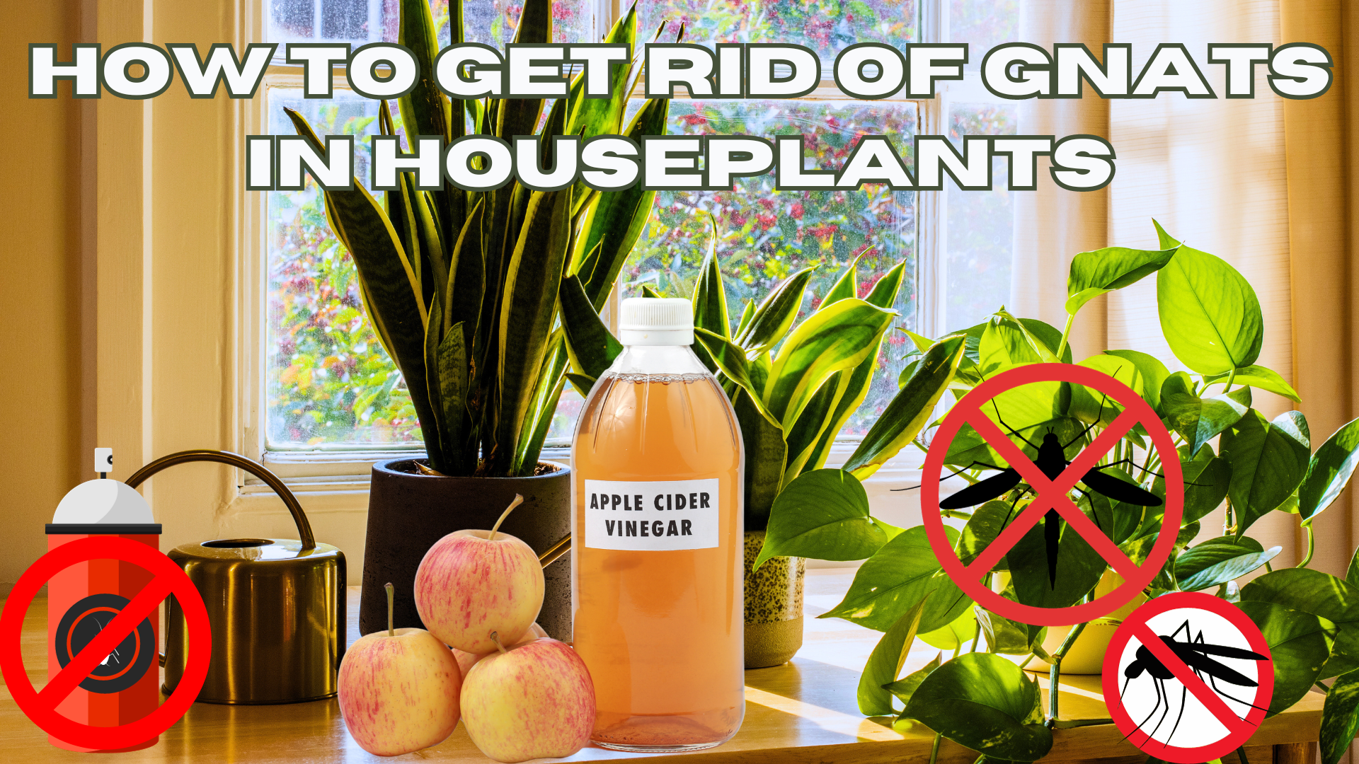 How To Get Rid Of Fungus Gnats on Houseplants - Nikki Lynn Design
