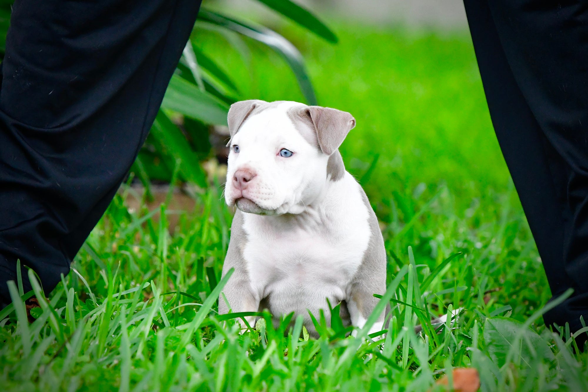 Can A Litter Of Puppies Have Two Dads