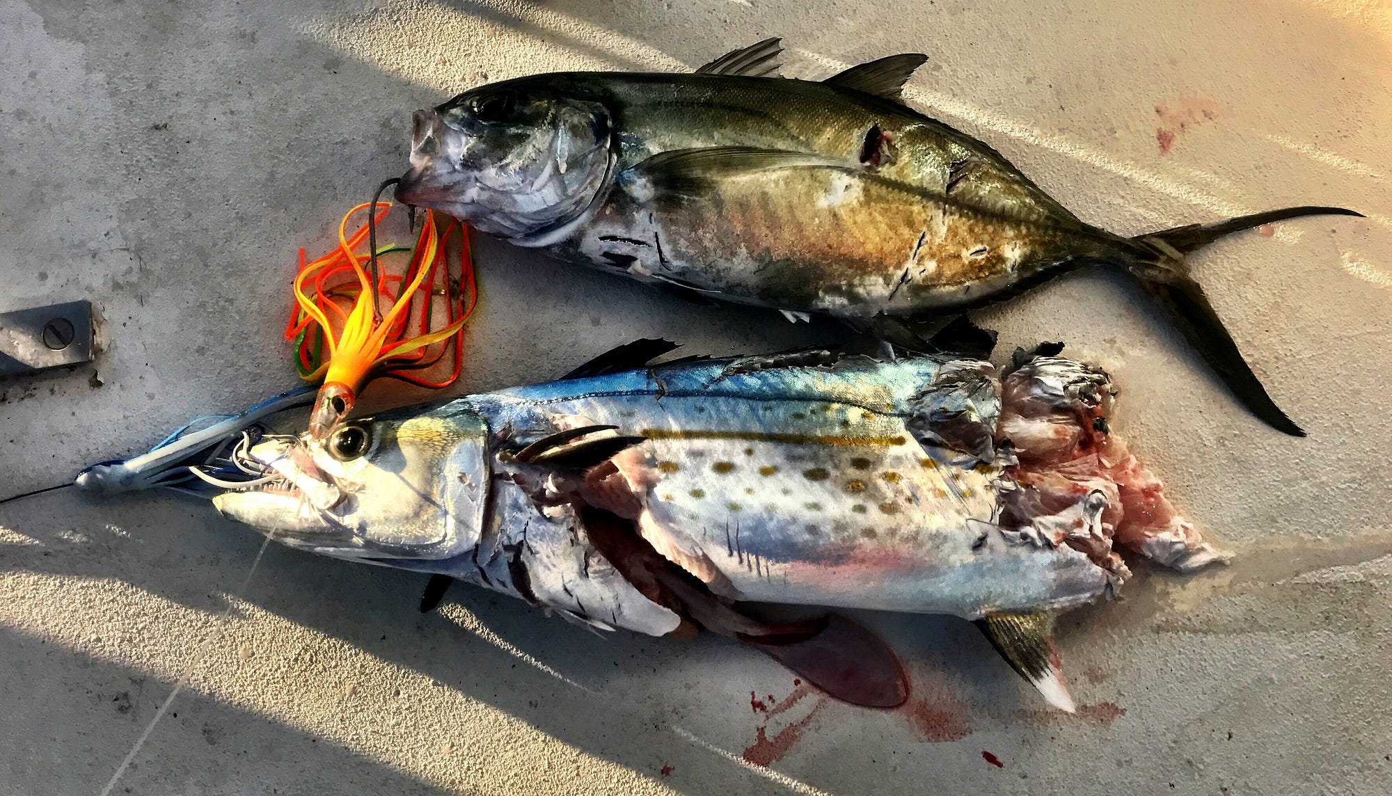 Fishing Around The World. How to Catch Fish, Trolling at 5–7…, by Matt Ray, World Traveler's Blog