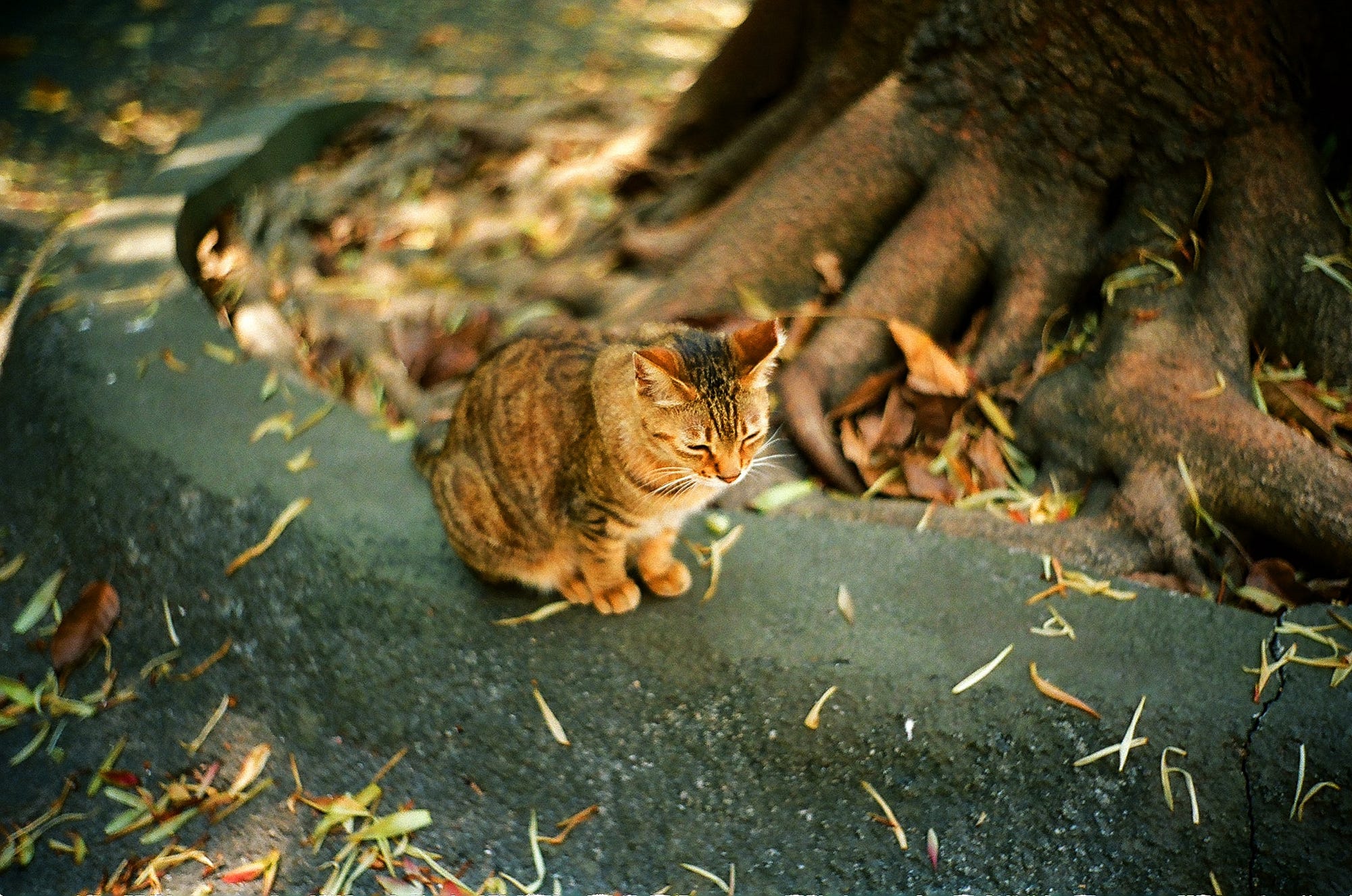 CHIYOKO (Minolta)Super Rokkor 5cm 50mm f2 Chiyoda-Kogaku