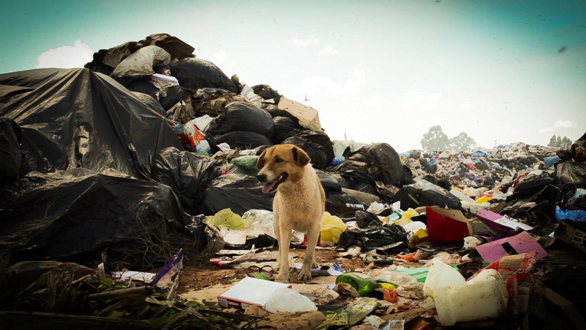 Réquiem de um lixão. Pisando na montanha de lixo no aterro… | by Jéssica  Raphaela | jraphaela | Medium, image size:1920x1080