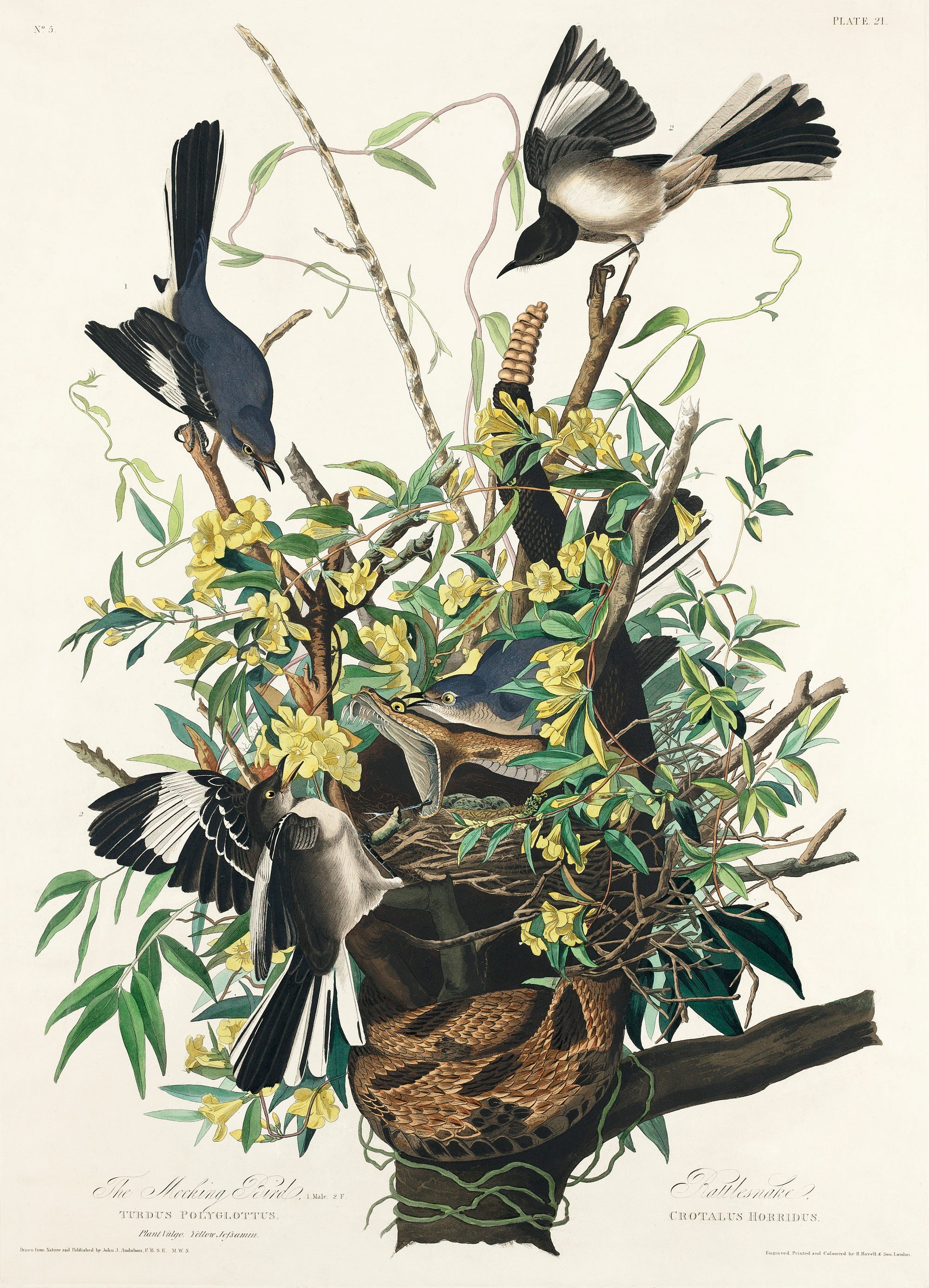 Persistent Showman Brought Birds to Life on the Page : Notes on