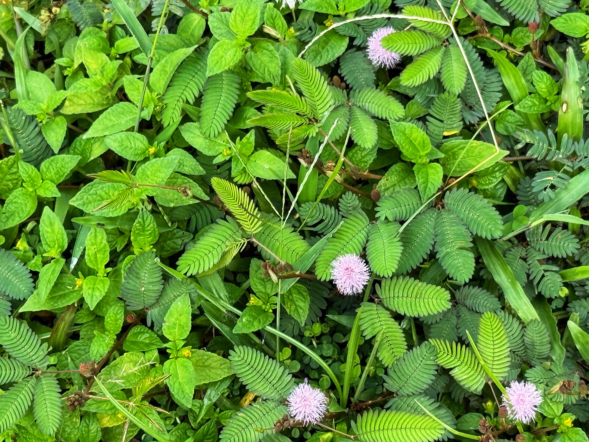 Touch Me Not. My childhood memory of mimosa | by Quiet Frame | Weeds &  Wildflowers | Medium