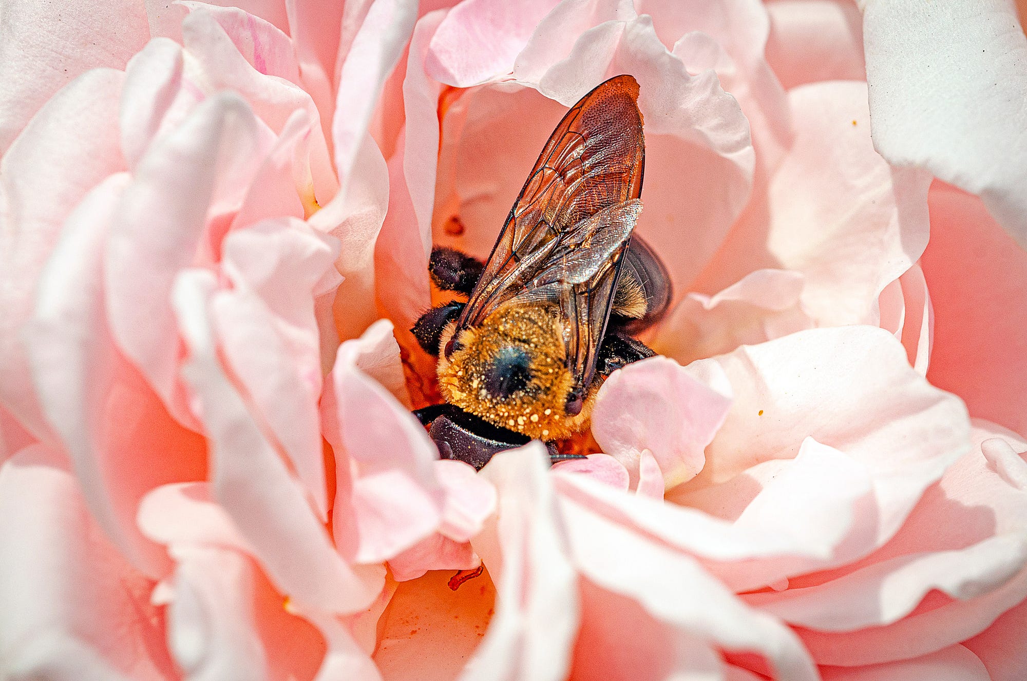 Apis Mellifera - Honey Bee Hand Towel - Because Tees