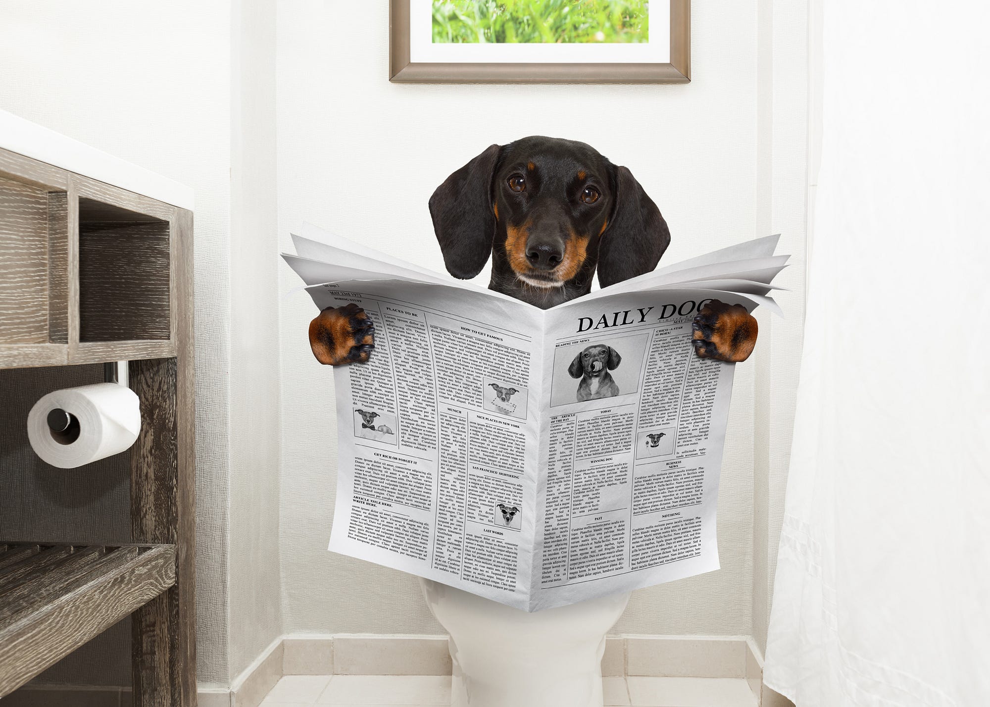 Don't Flush Your Pets Poo Down The Loo, Vet Warns