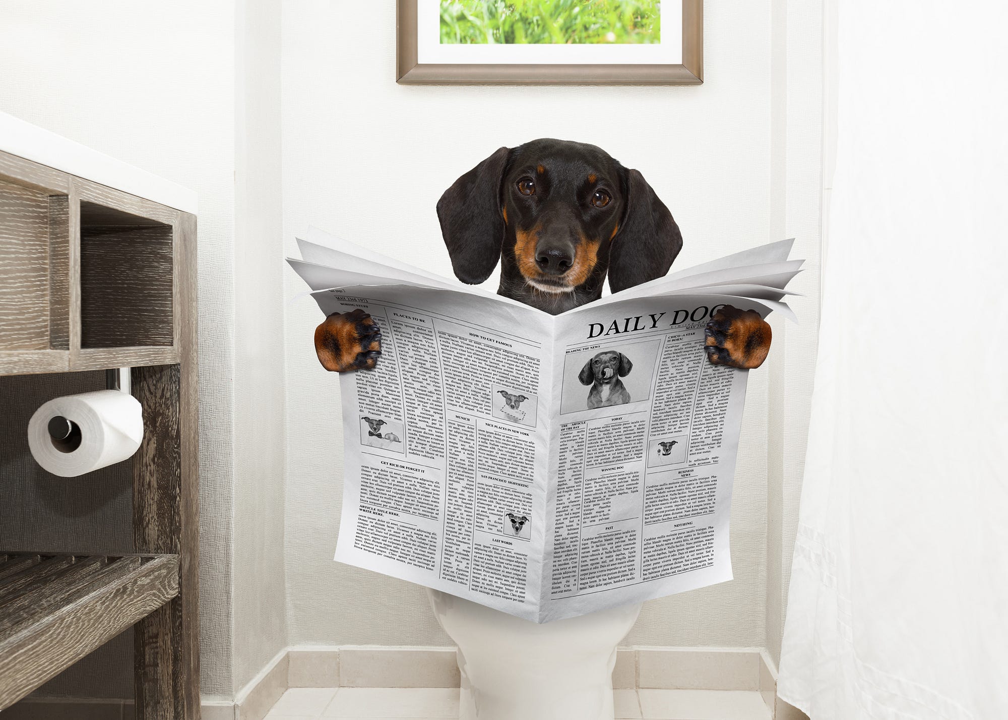 Should you flush animal waste down the toilet