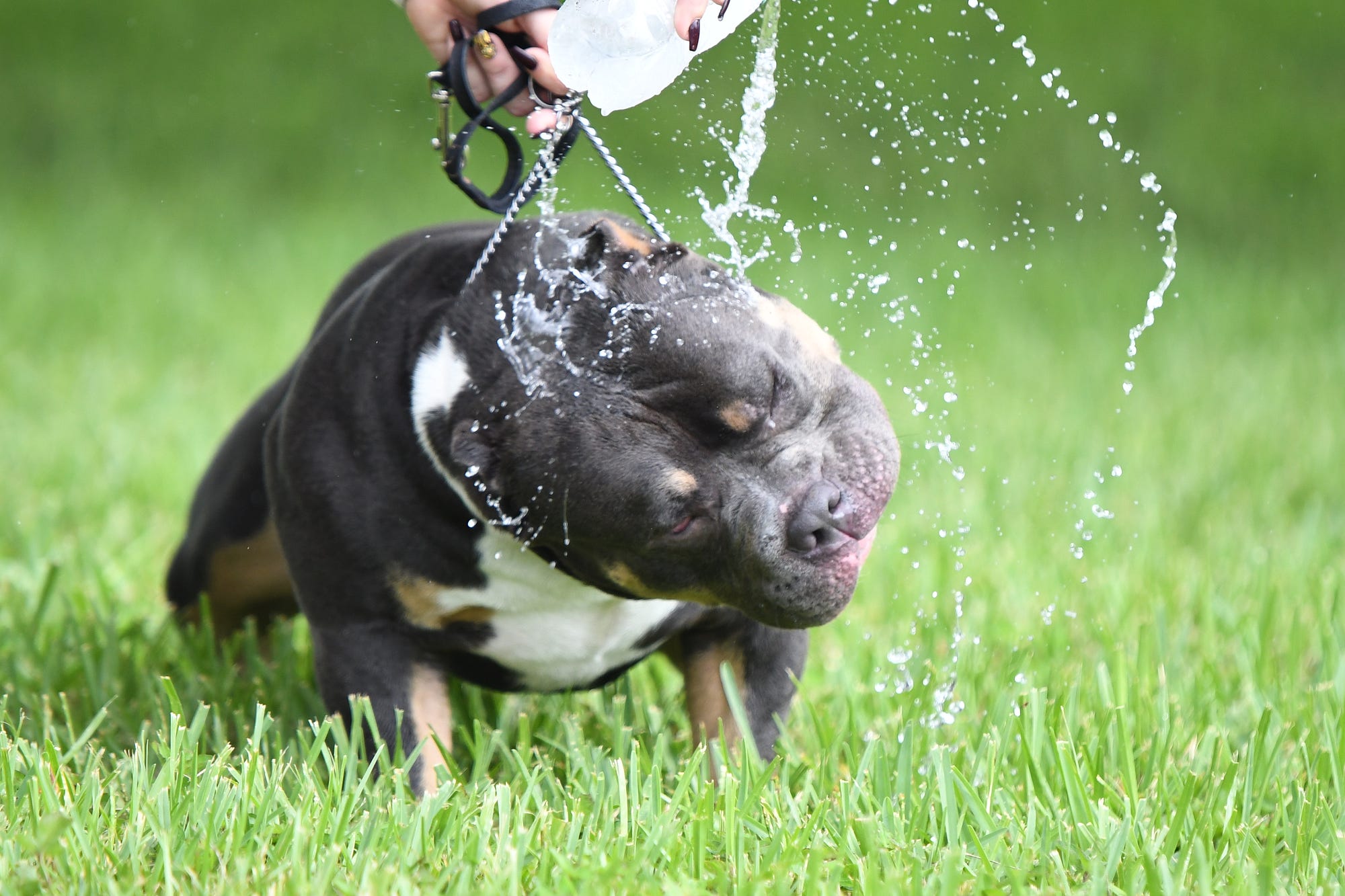 How to Start Dog Breeding: A Beginner's Guide