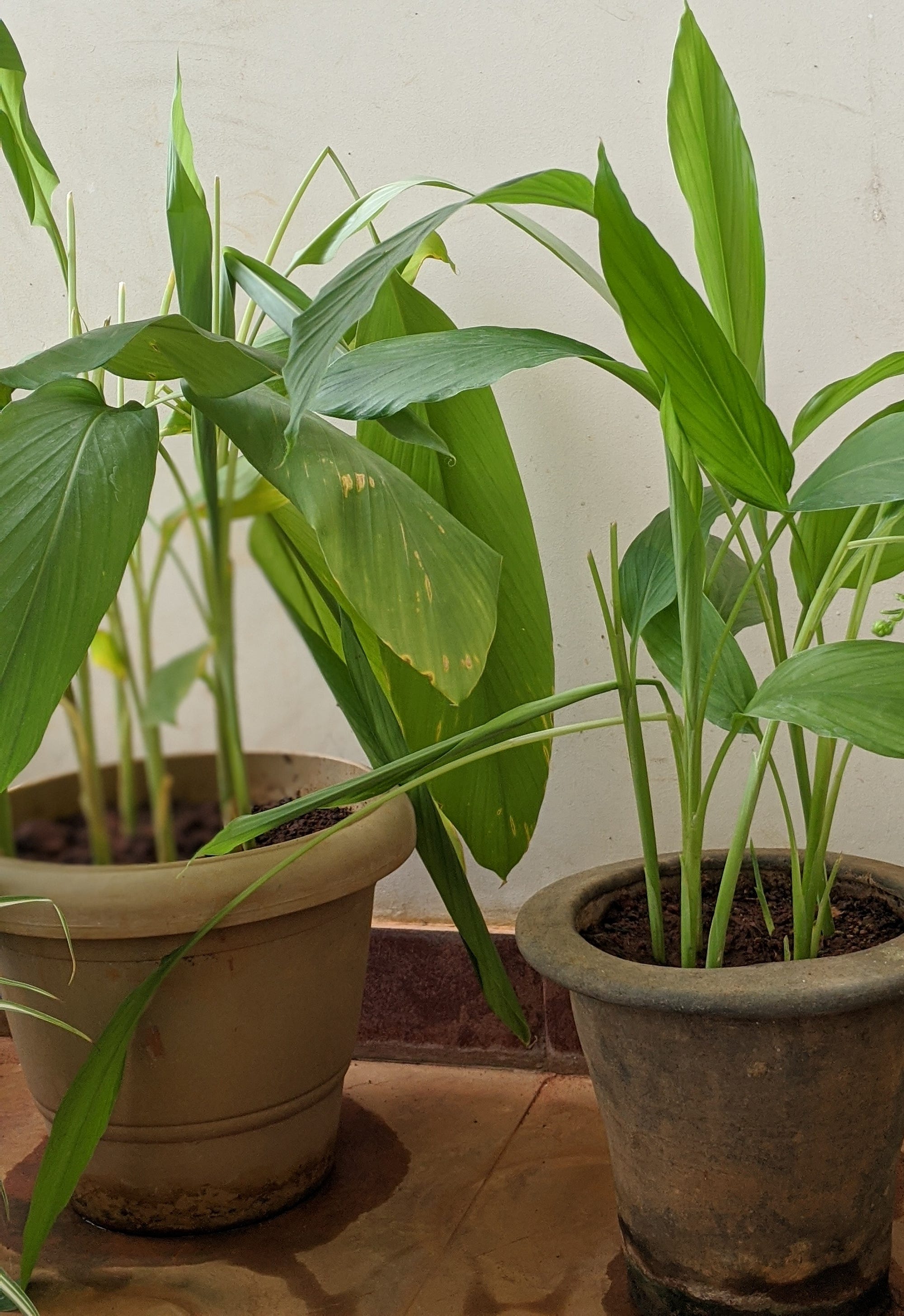 Turmeric Tales. This plant is solid gold | by Anu Anniah | Age of Awareness  | Medium
