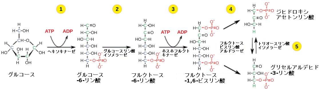 好気性呼吸と嫌気性呼吸の図