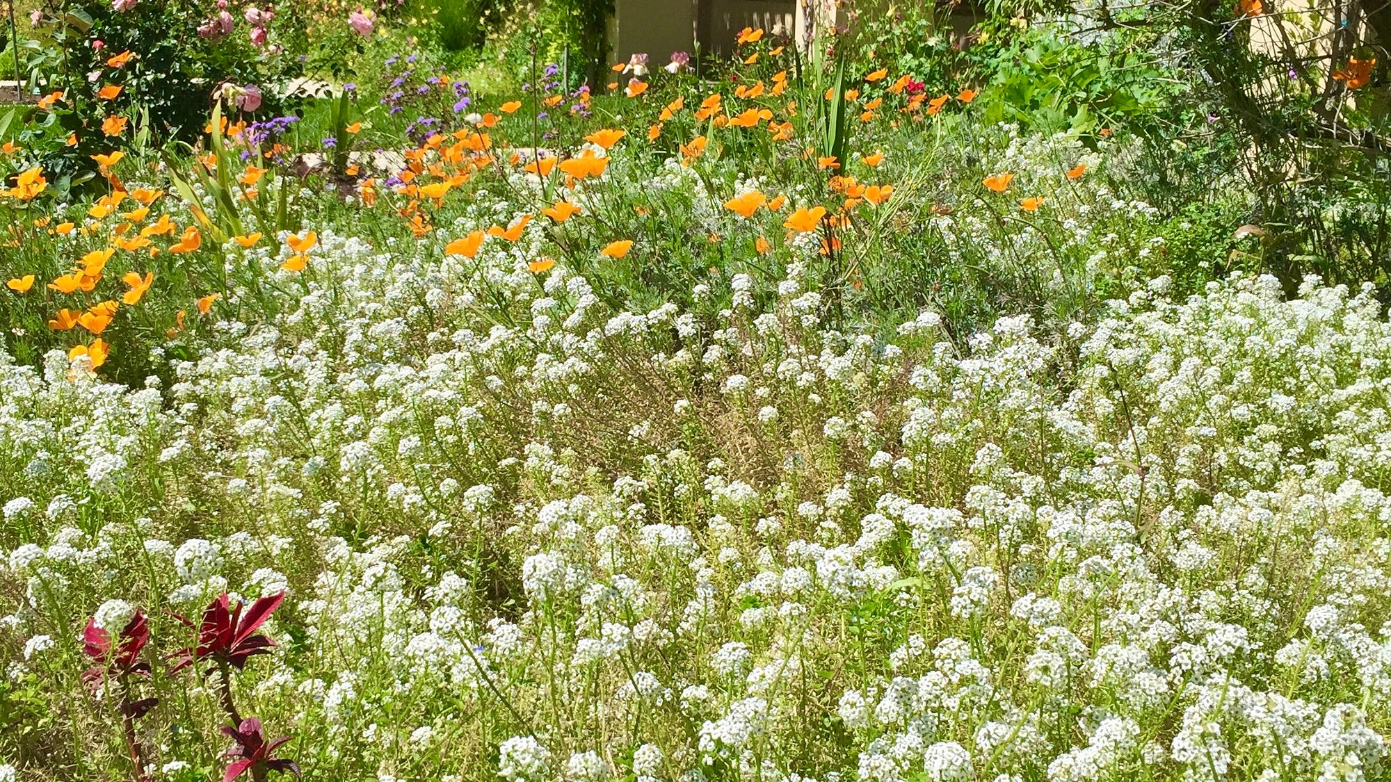 カシニョール 、【BUNCH OF FLOWERS IN MEADOW】 Buzzing Meadow