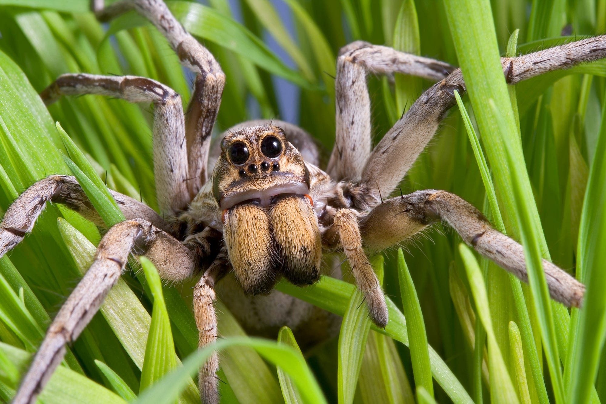 Spiders actually look bigger to arachnophobes