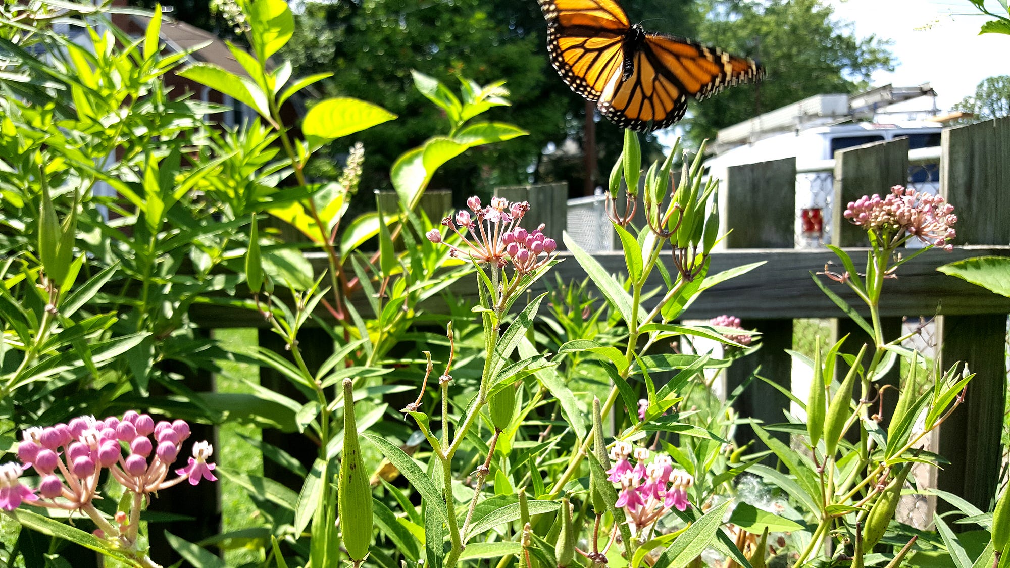 How to Plant a Butterfly Garden: Expert Tips
