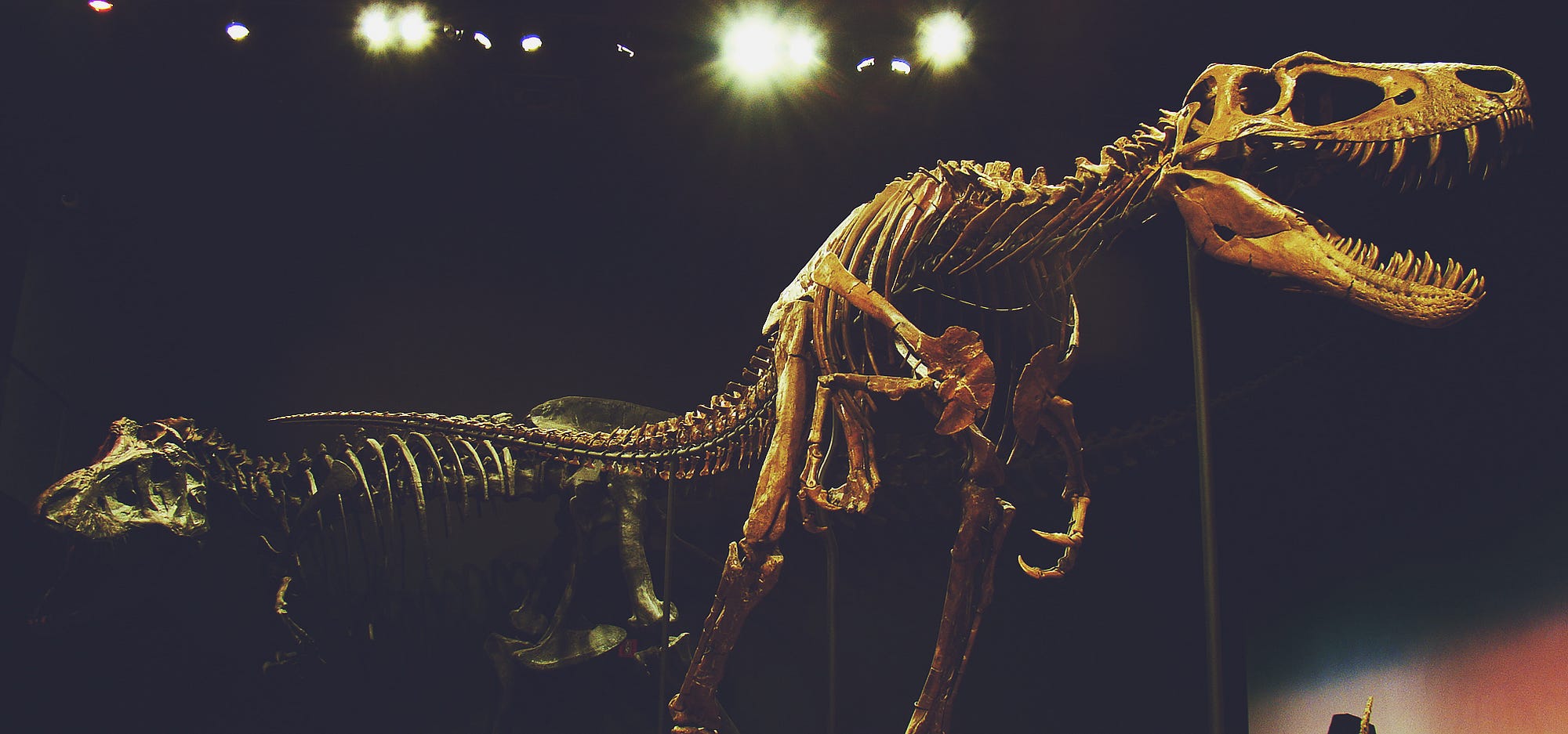 How Fast Did T. rex Run?' and other questions about dinosaurs examined in  new book 