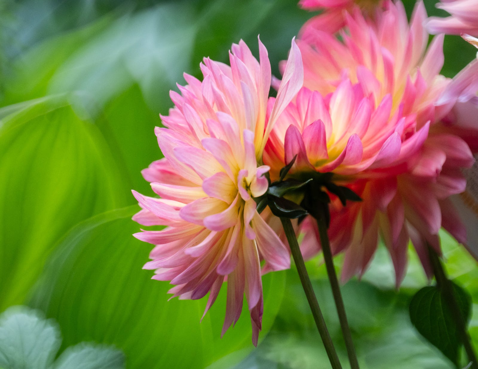 New lens, new fun. TTArtisan 250mm F5.6 Reflex | by Bruce Walker