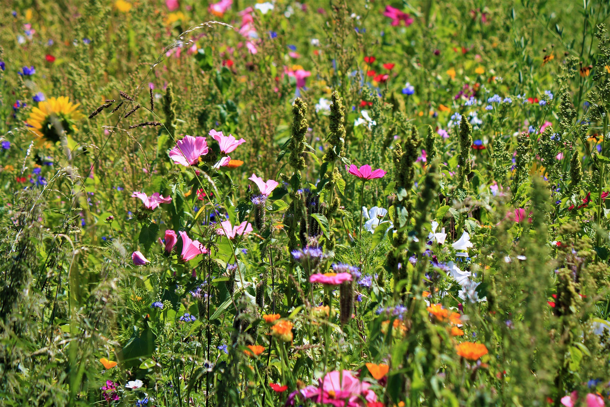 The Beauty of Wildflowers. A field of flowers filled with life, by Anne  Bonfert, Weeds & Wildflowers