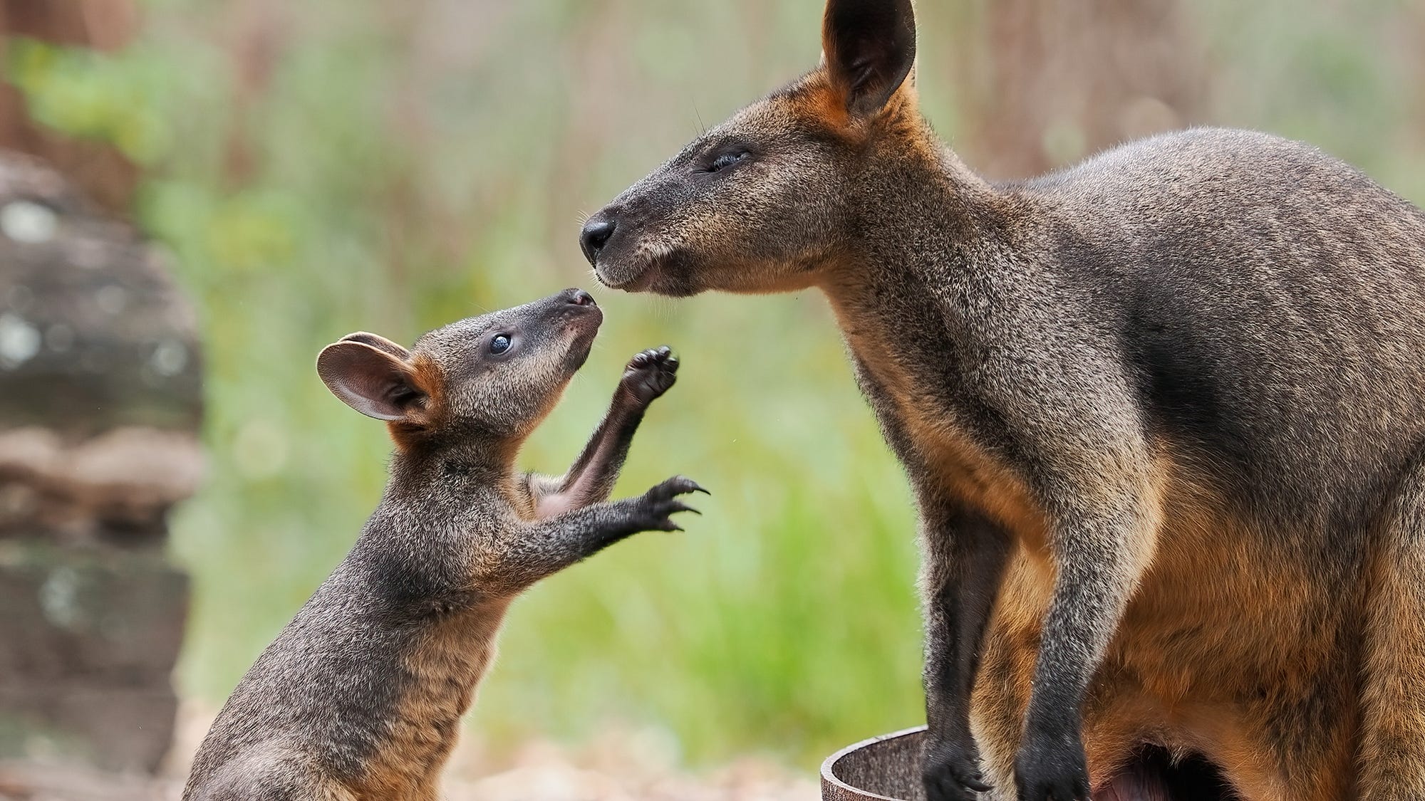 as wallaby is to animal so cigarette is to Turn up the sound for good chomping noises! Just a little Whiptail breakfast. These guys are the supermodels of Australian wallabies ❤️ Aren't they just soooo pretty 😍 #wildlifesanctuary #bookatour #protectedhabitat # Should You Keep a Wallaroo