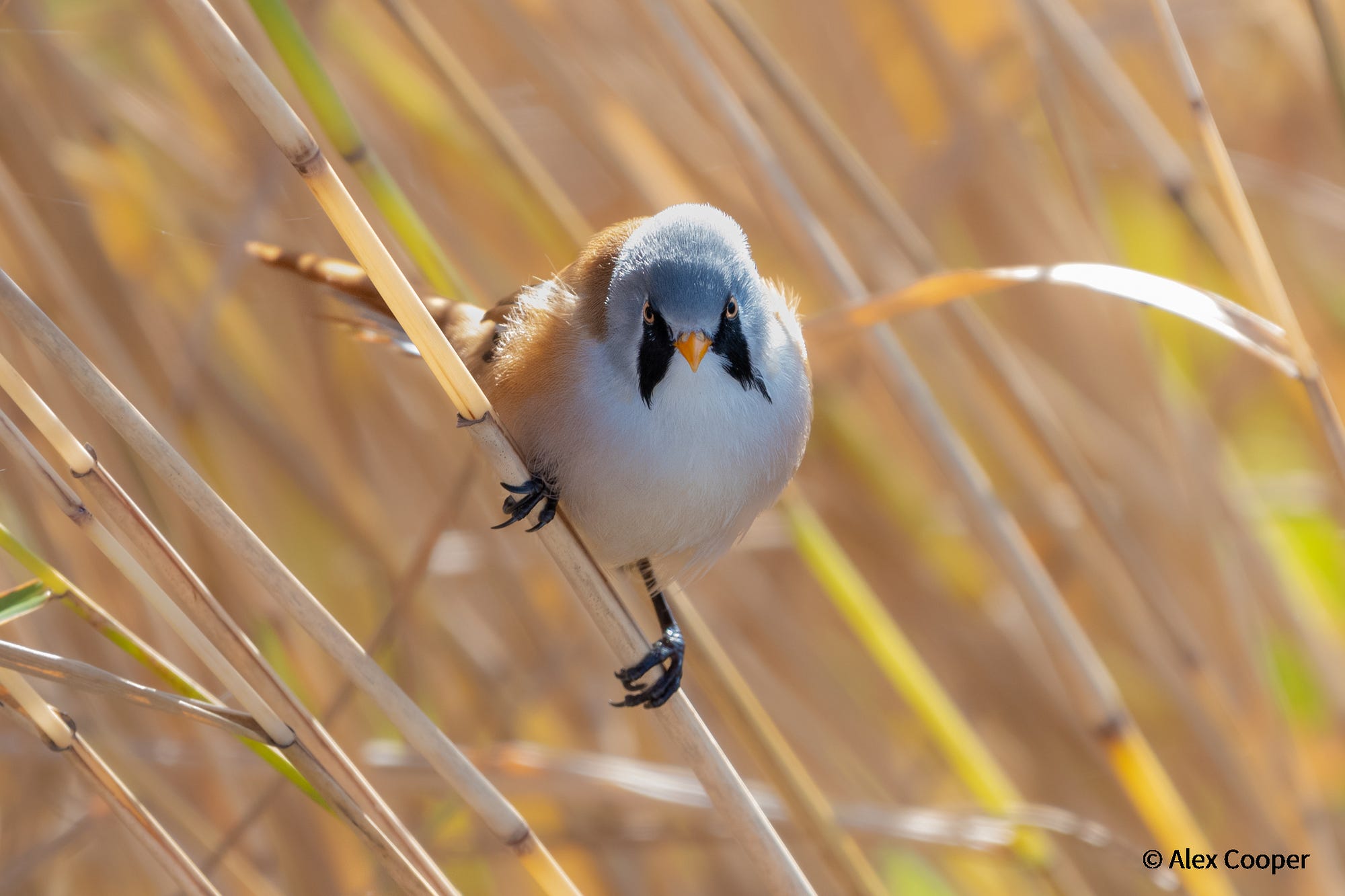Roundest burd