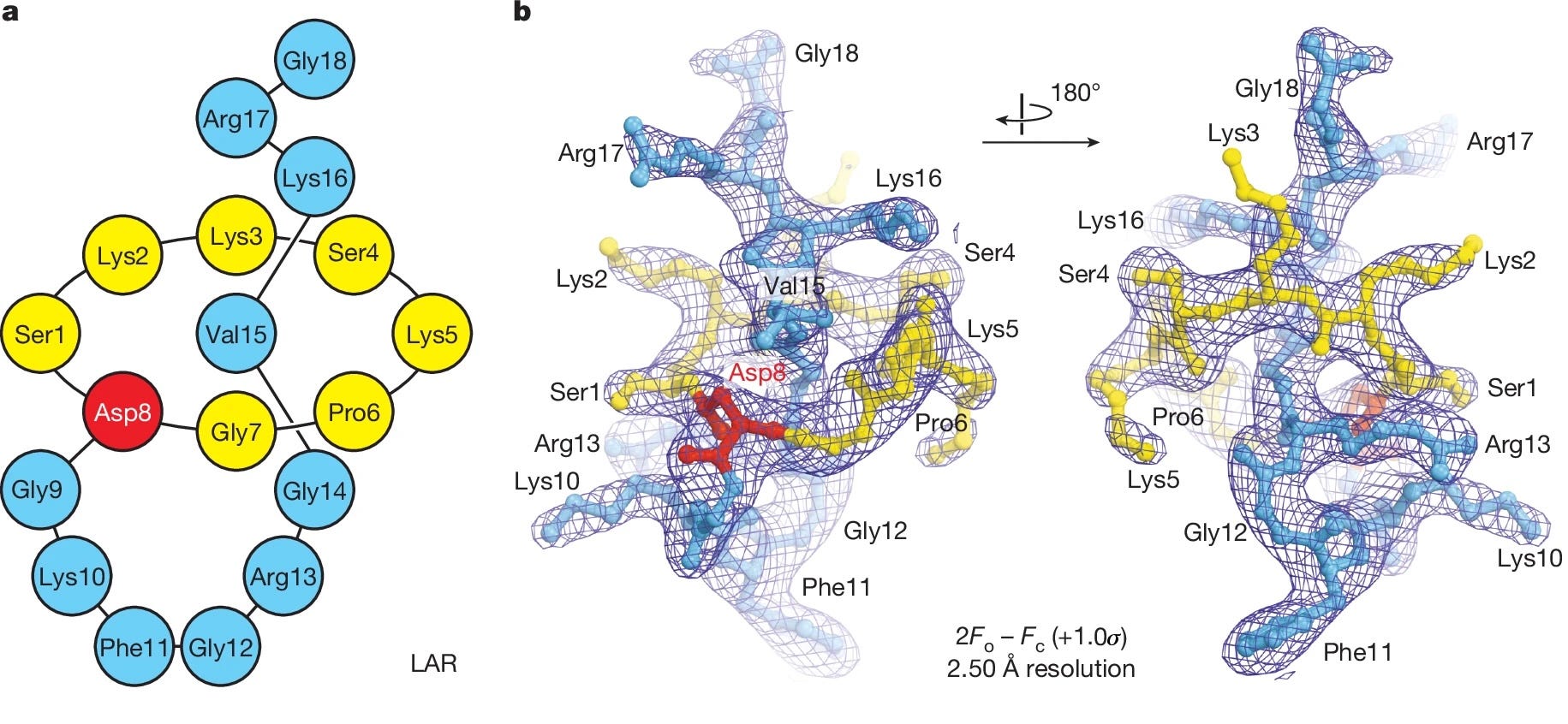 리보솜 결합 LAR의 구조와 전자 밀도 지도.