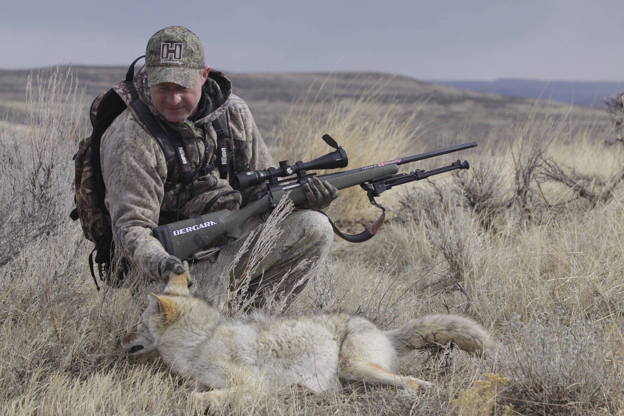 The cow connection for late-season coyotes, by Hornady Manufacturing
