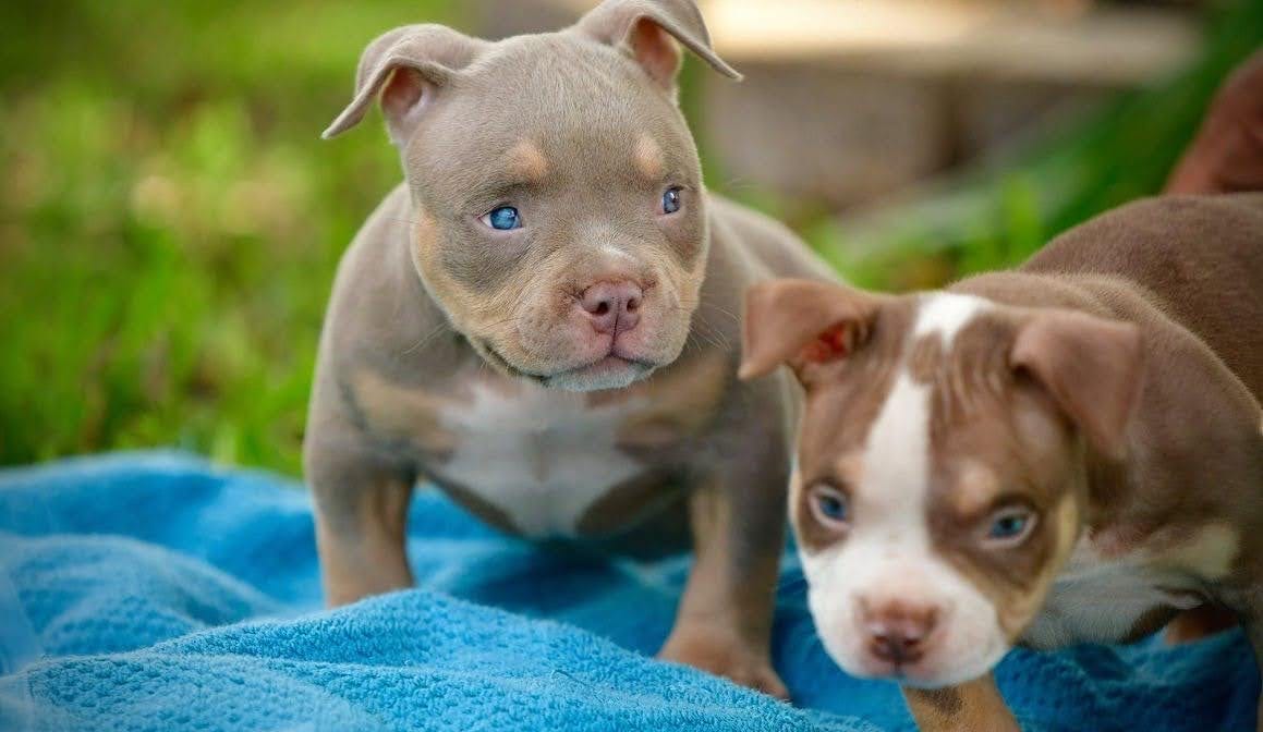 THE VENOMLINE POCKET BULLY BLOODLINE: AMERICAN BULLY PUPPIES FOR SALE