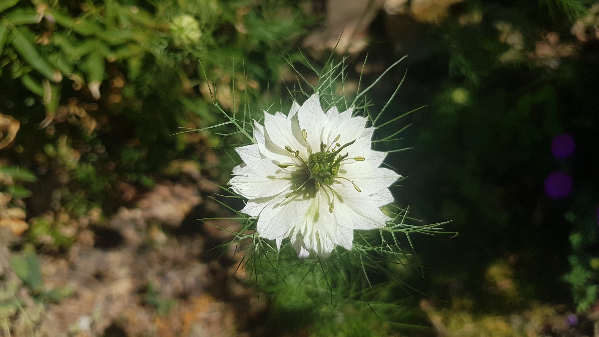 Merry Thought Love In a Mist 限定版 In Merry Thought Love In a Mist 限定版 love with 