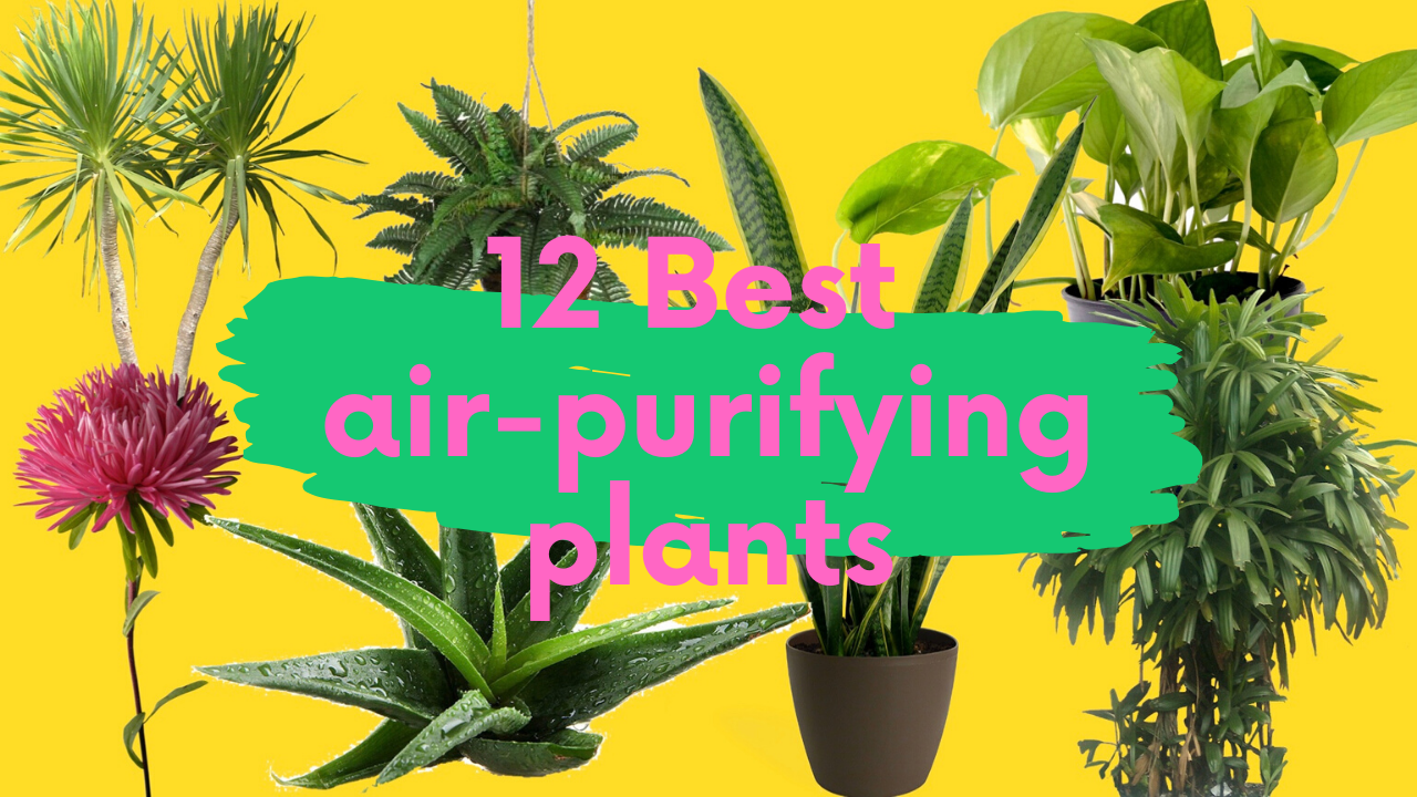 12 NASA recommended air-purifying plants that you must have in your house |  by Neha Kandwal | Medium
