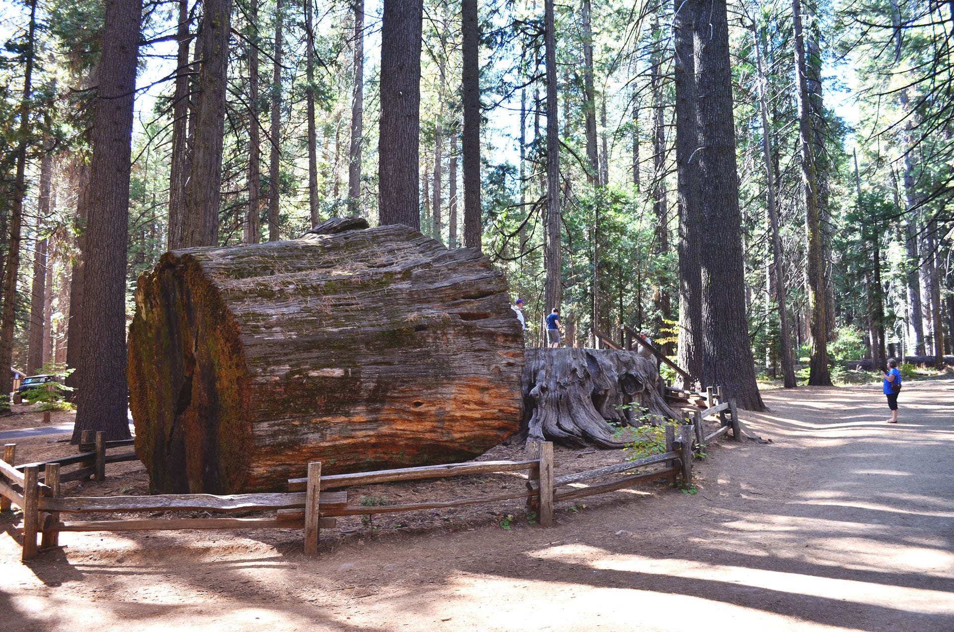 Прогулка по парку с Секвойями (Calaveras Big Trees State Park) | by Yauheni  Loktseu | Наши Семейные Путешествия | Medium