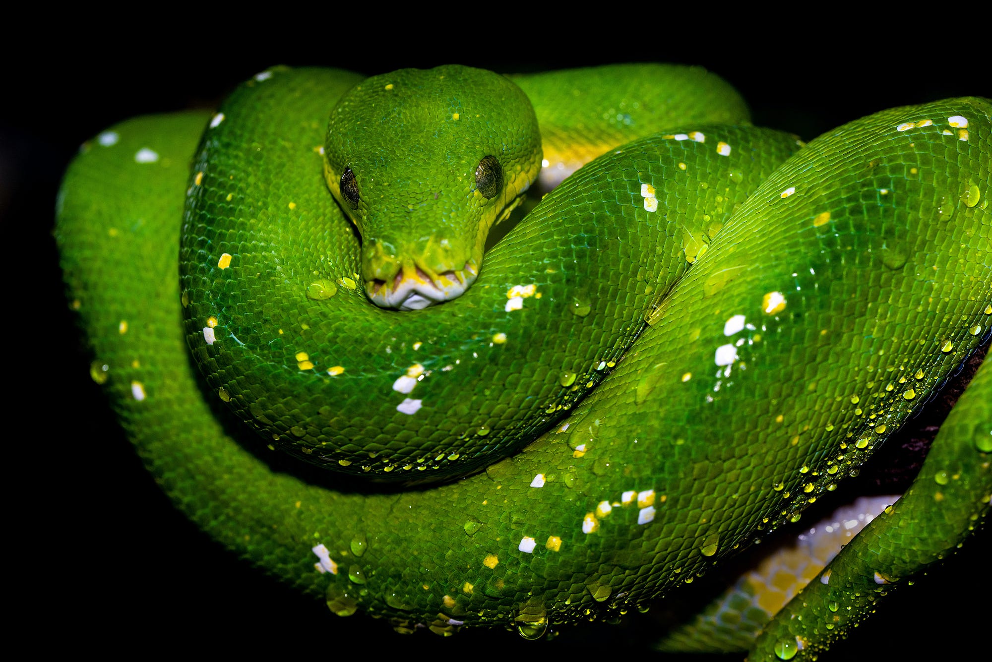Black And Green Python