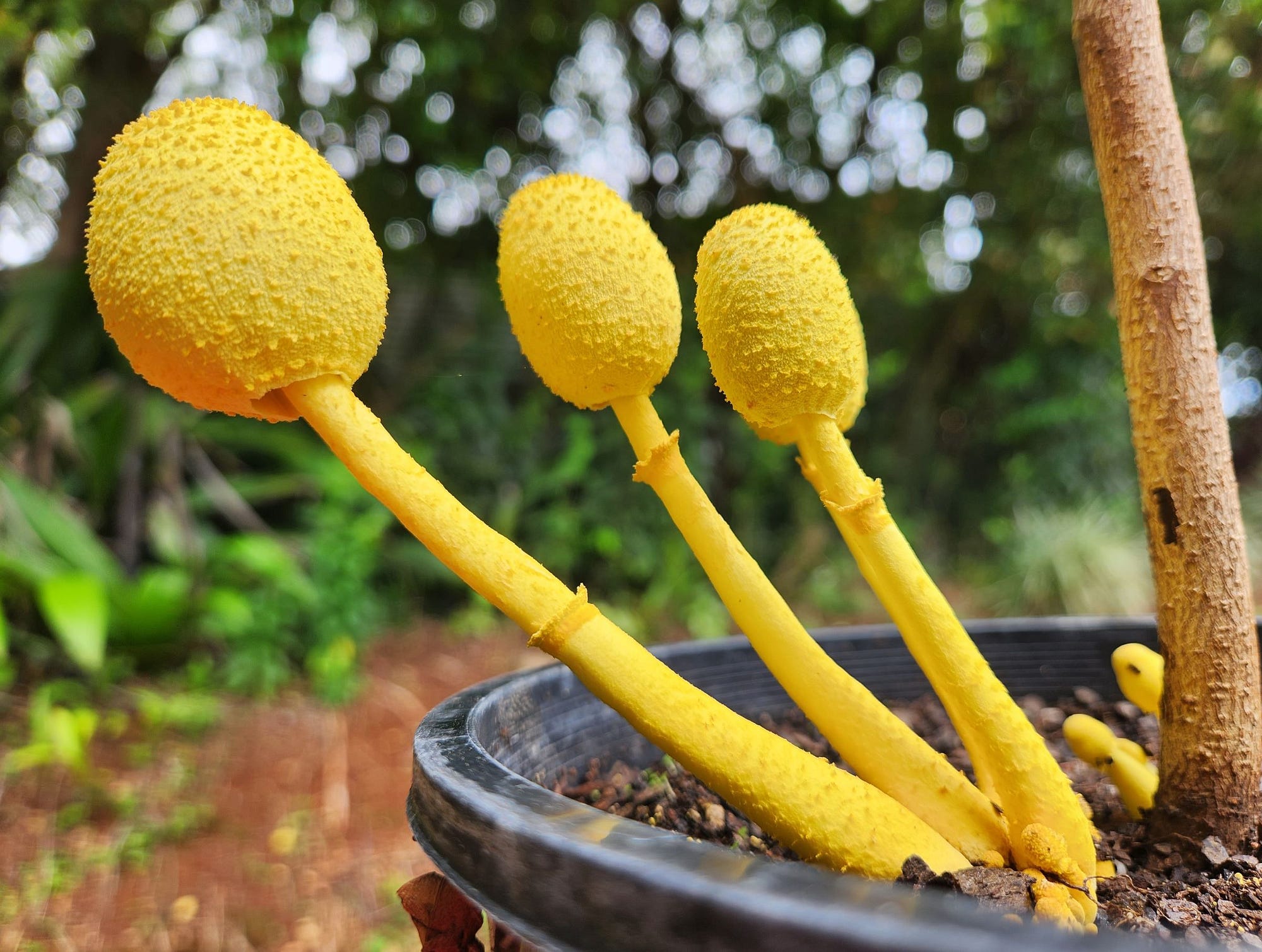 A Different Kind of Gold. Fungi, pineapples and a Georgian | by Bronwen  Scott | Medium